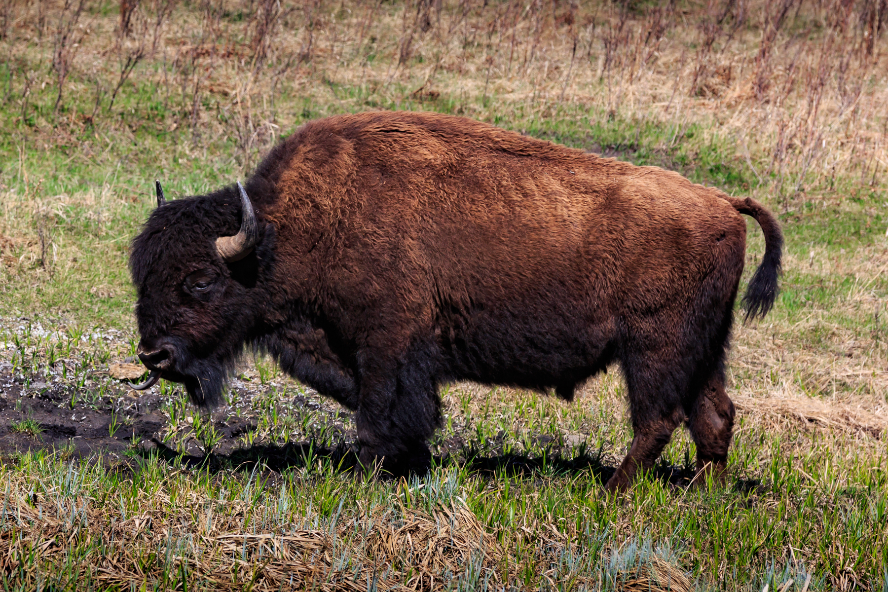 Bison Elk Island National Park Alberta