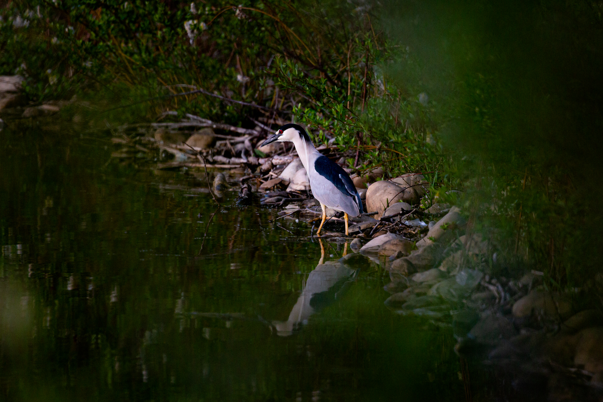 Photo of a Black-Crowned night heron standing in the water along a rocky shore. The water is calm and you can see their reflection. Green foliage is present among the willows trees and image is shot through leaves so there is a bit of green saturation over the bottom left, and top right to give the appearance of peeking through the leaves.