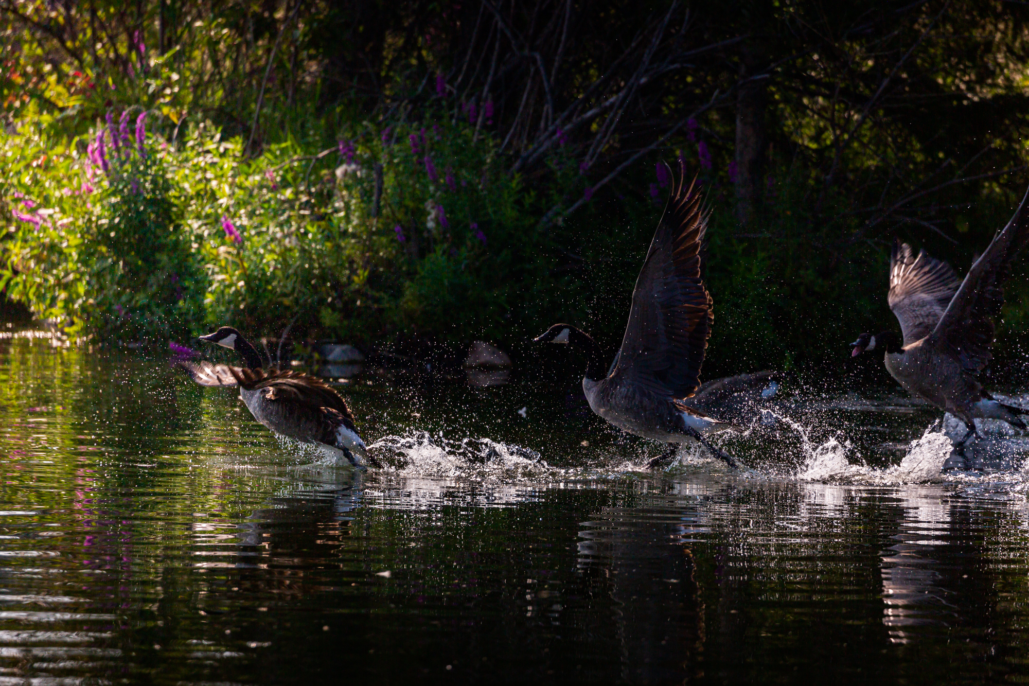 A photograph of three Canadian Geese chasing each other in a pond. They are in various poses, and there are splashes in the water.  Green foliage and purple fireweed are present in the background. 
