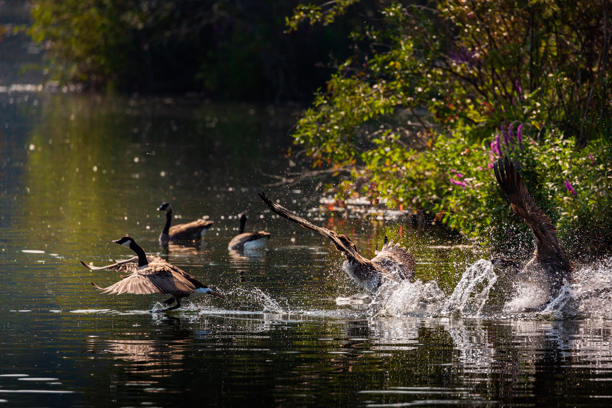 The three geese continue to chase each other in the pond. There are two other geese visible in the background.