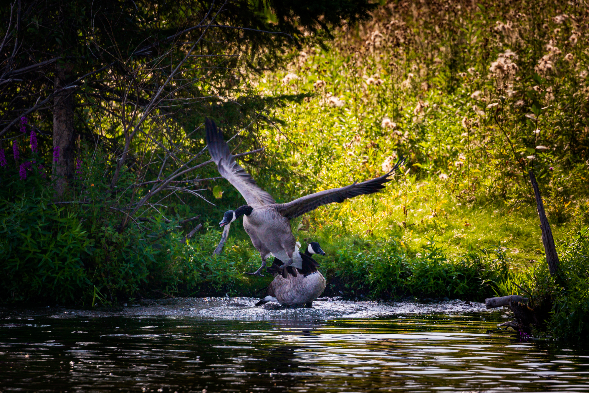 Photo of the two geese in the cove. The one in the water hasn't moved. The flying goose is mid-air and coming in for a landing on the water. Green trees and foliage are present in the background.