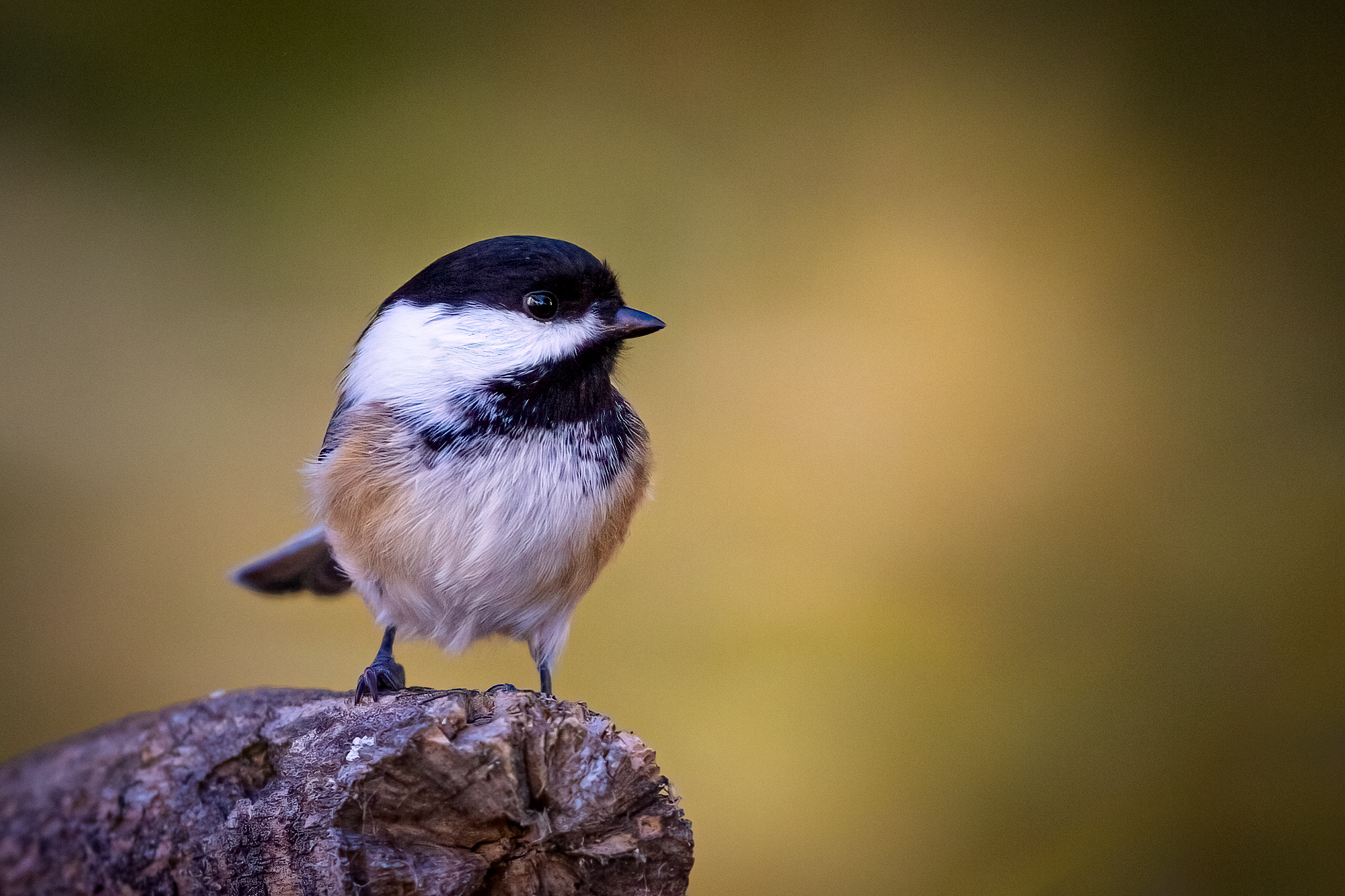 Photo of a Black-capped chickadee sitting on top of a broken tree branch. The background is creamy yellow and green with no details visible.