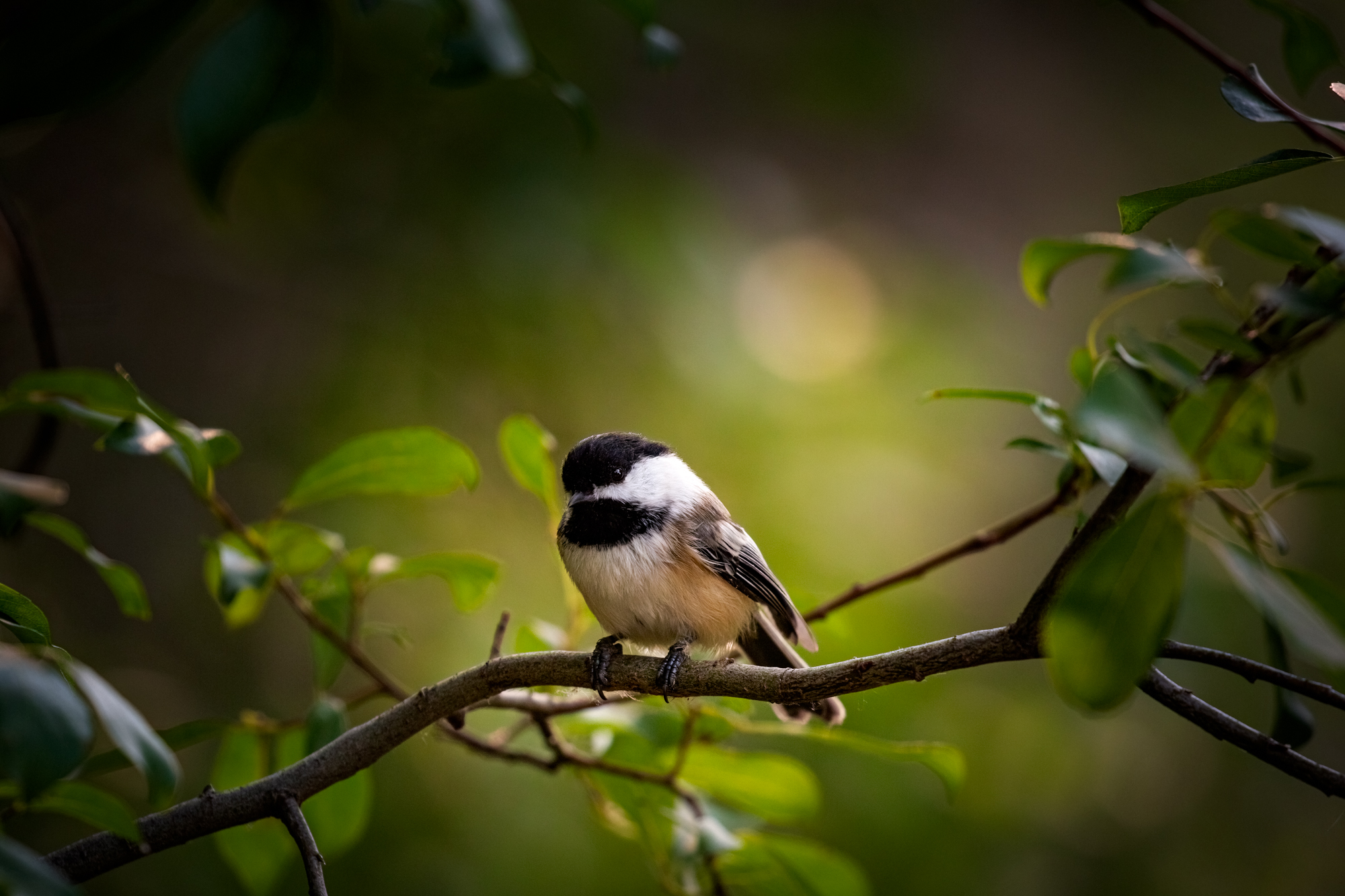 Black Capped chickadee sitting on a branch with leaves. Background is green, bokeh is present.