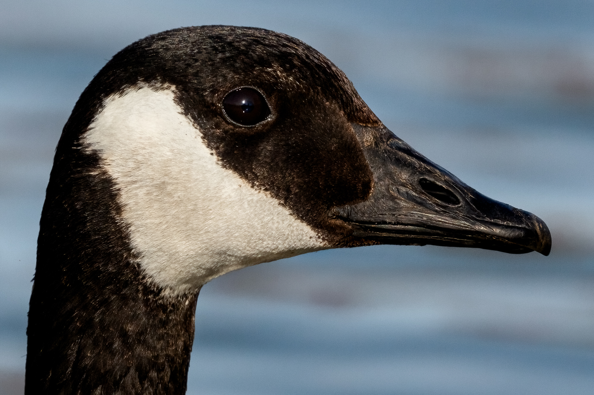 Close up photo of the head of a Canada Goose
