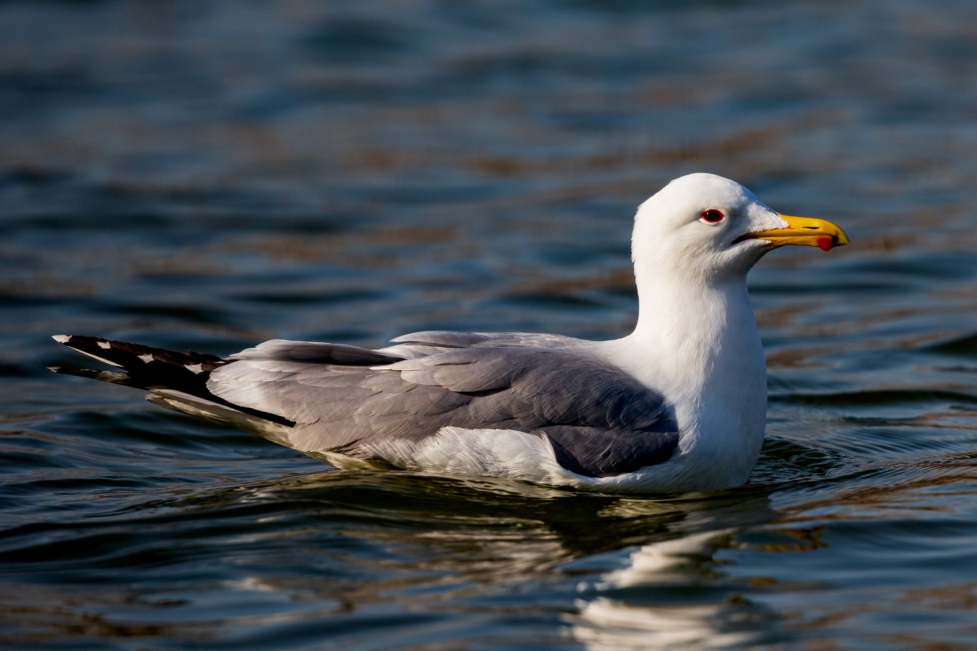 California gull swimming in water