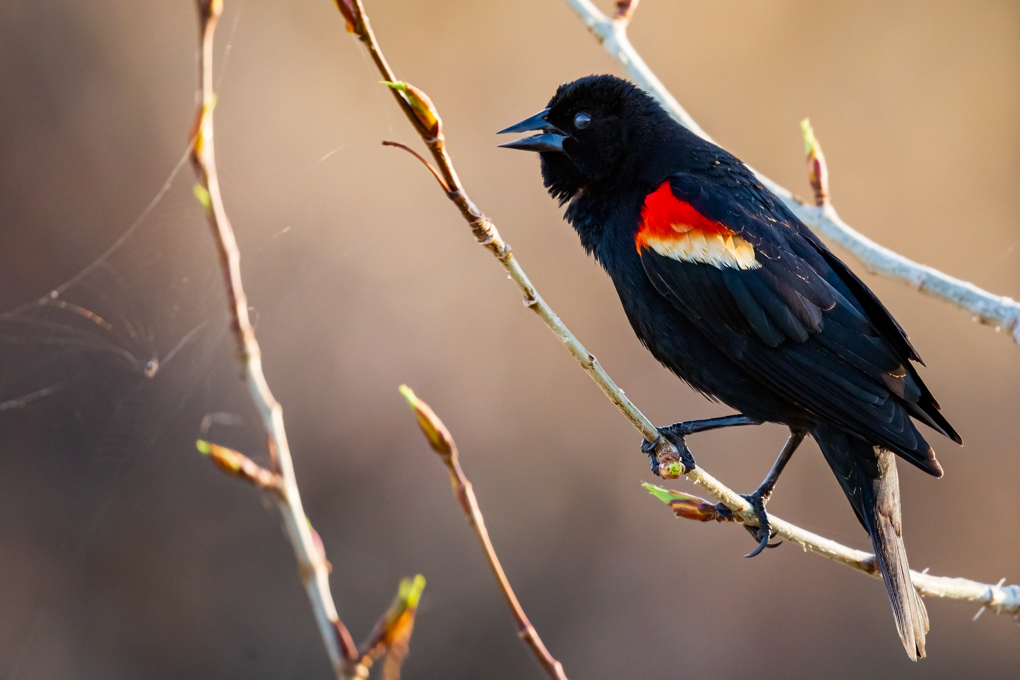 Red-winged Blackbird sitting on branches that the leaves are just starting to open