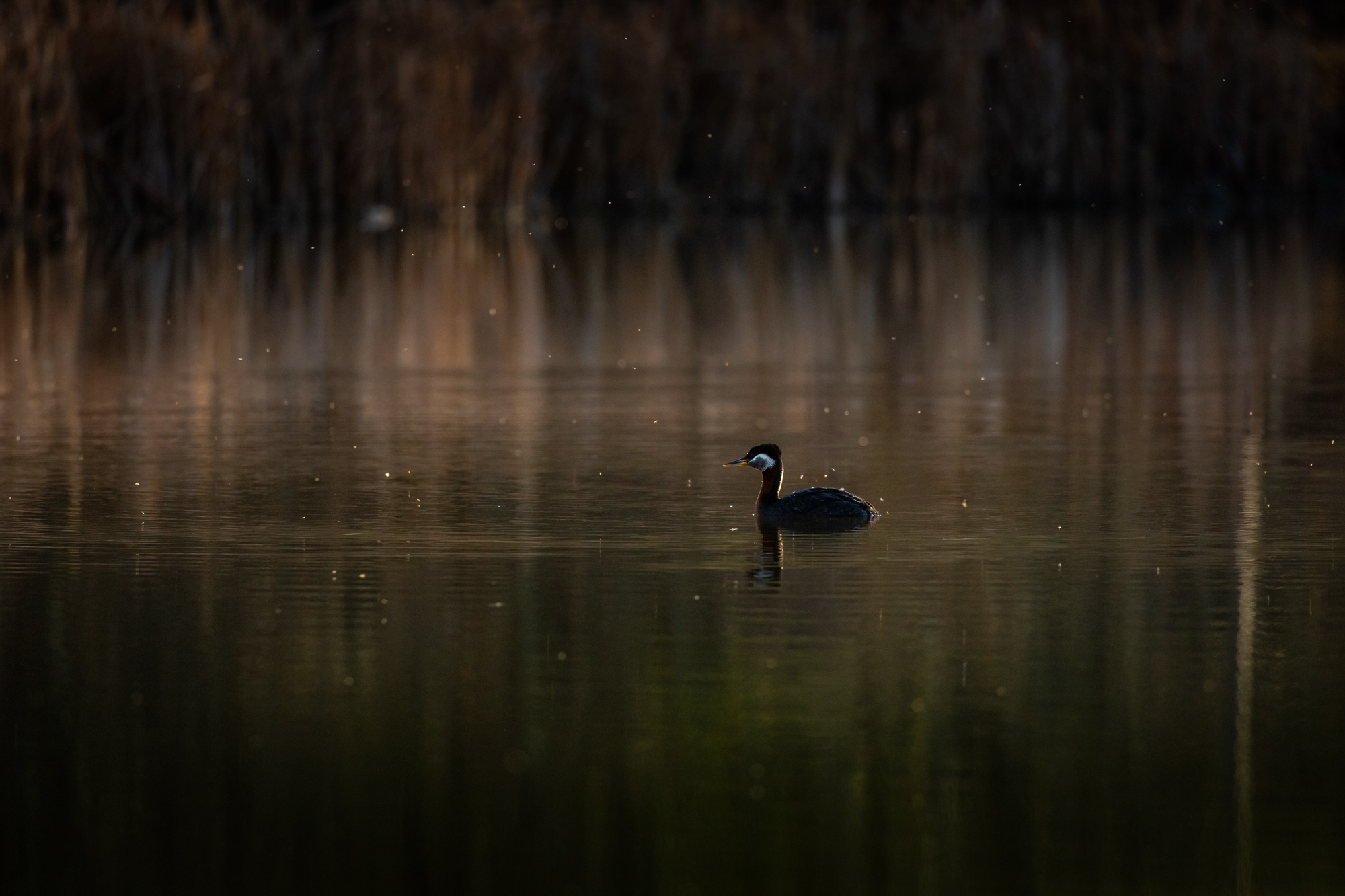 Red-necked Grebe in pond