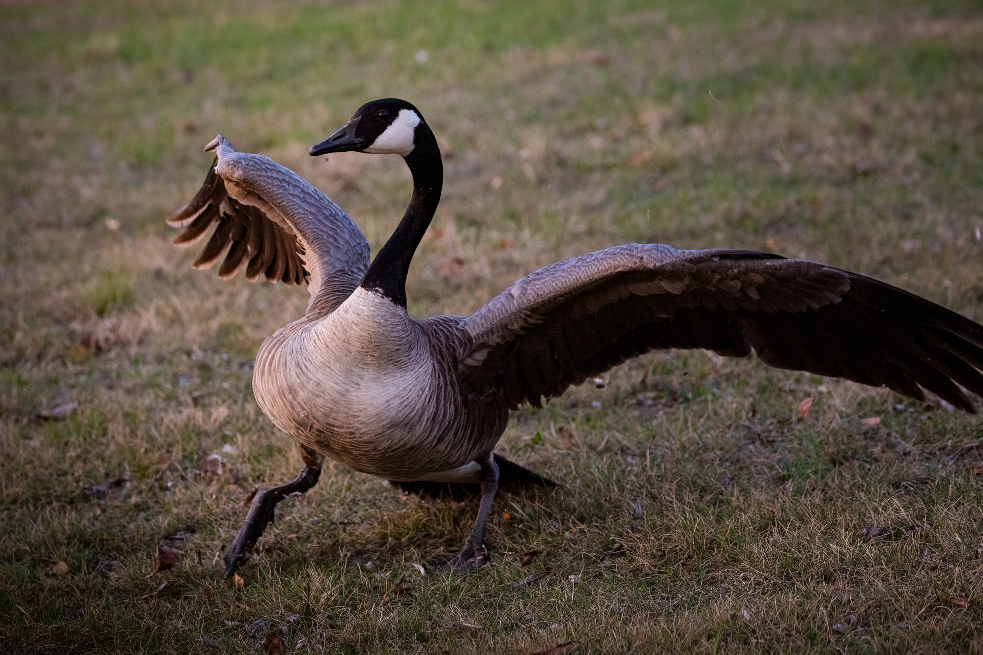 Canada Goose  with its wings open running/sliding down hill