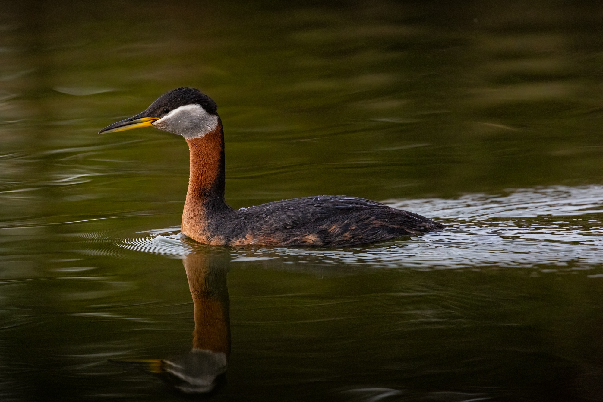 Red-necked Grebe swimming in the water