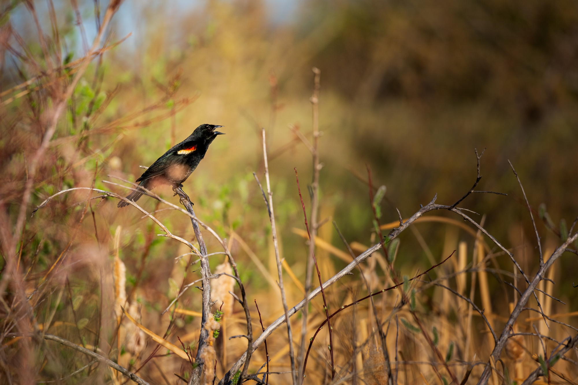 Red-Winged Blackbird sitting on a branch