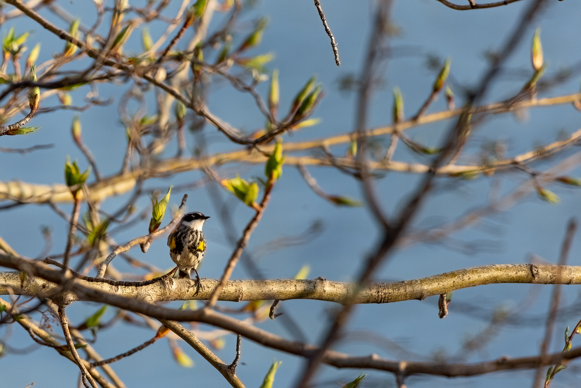 Yellow-rumped Warbler sitting in a tree