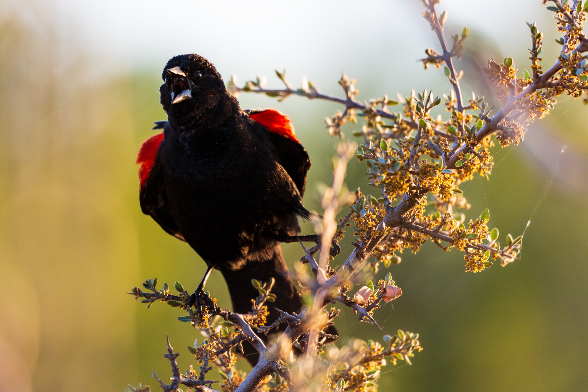 Red-winged Blackbird on a branch, singing