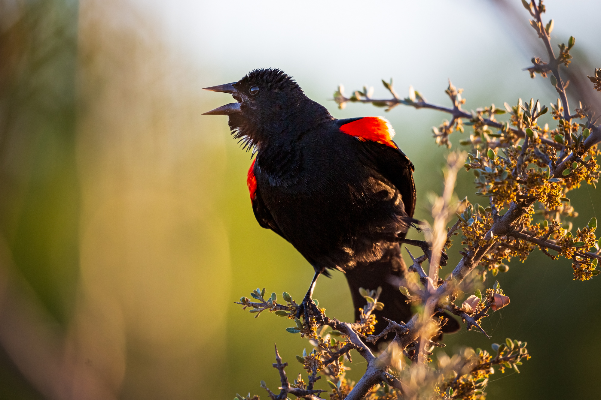 Red-winged Blackbird on a branch, singing