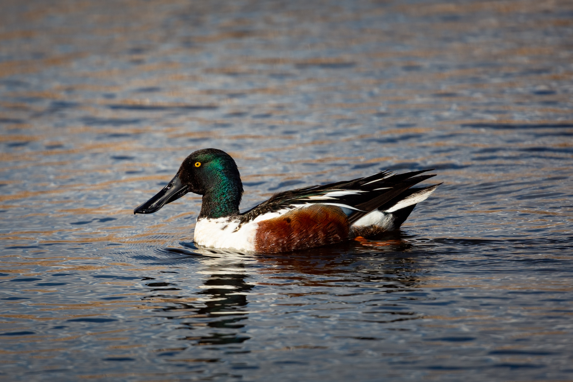 Northern Shoveler in the water