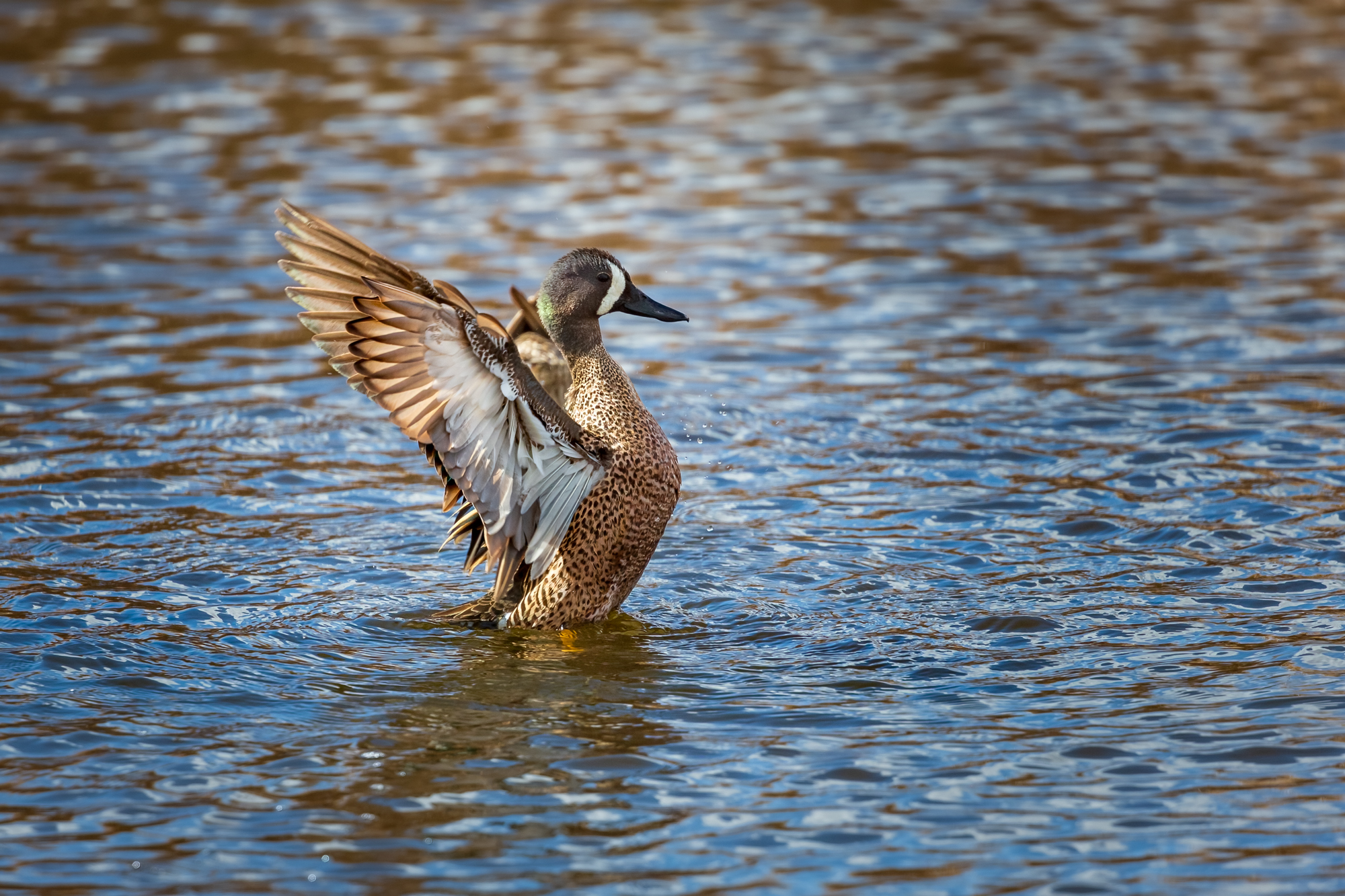 Blue-winged Teal in water, with their wings spread.