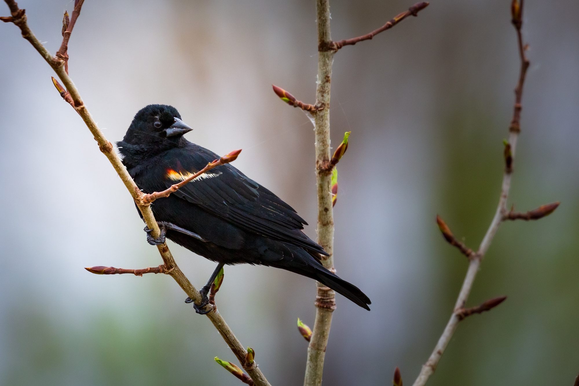Red-winged Blackbird sitting in tree