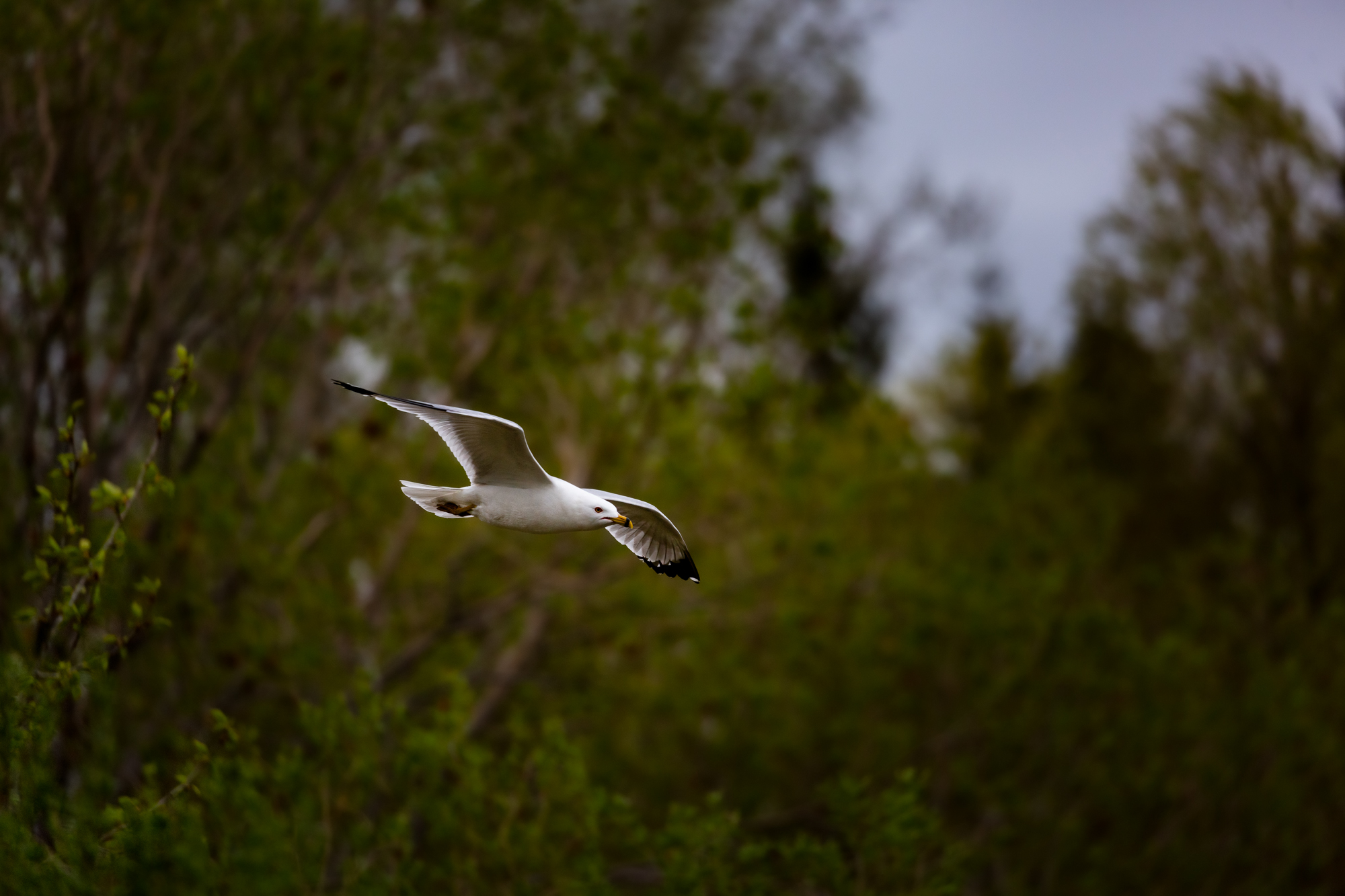 Flying Ring-billed Gull