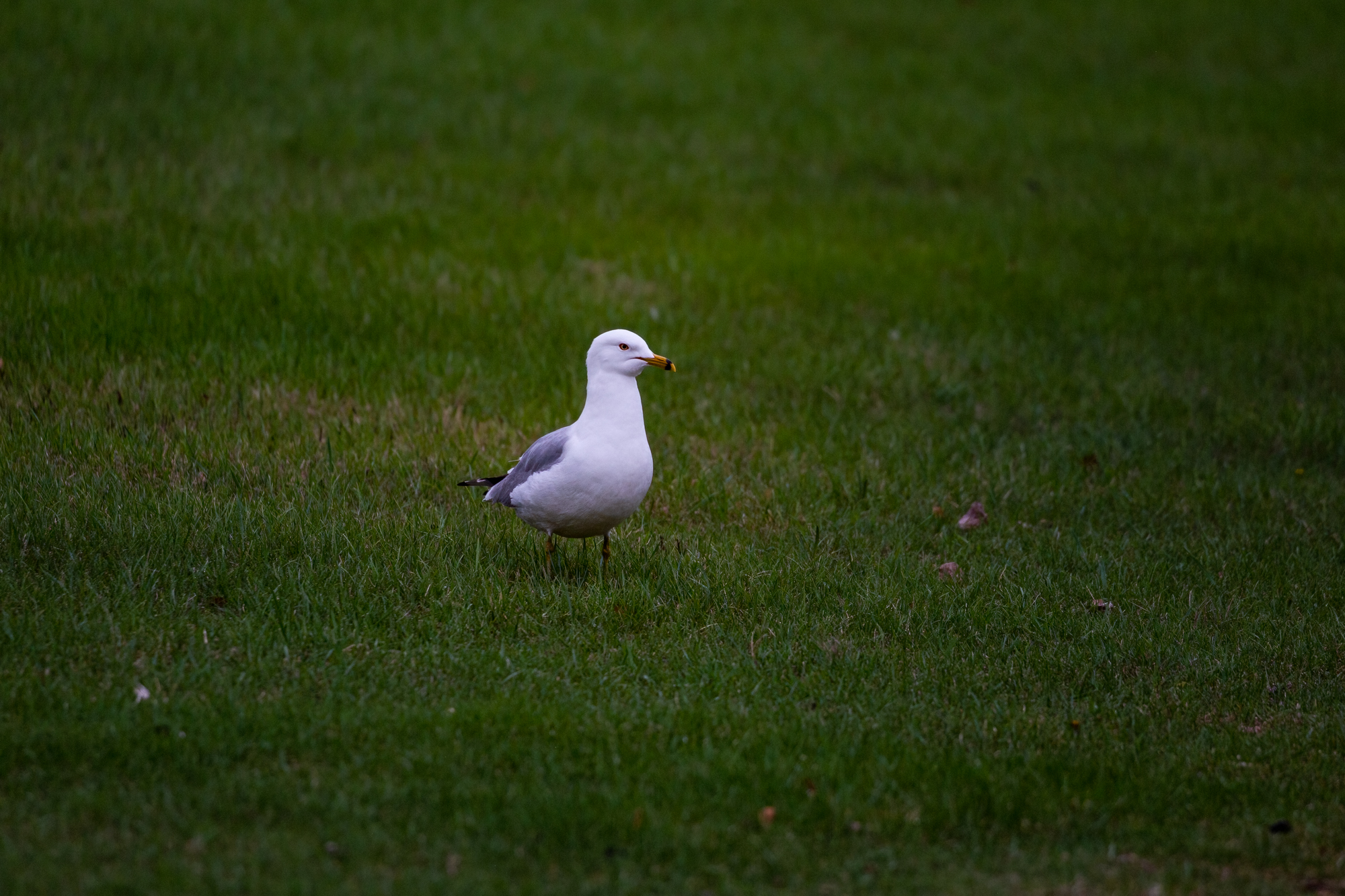 Ring-billed Gull on the grass