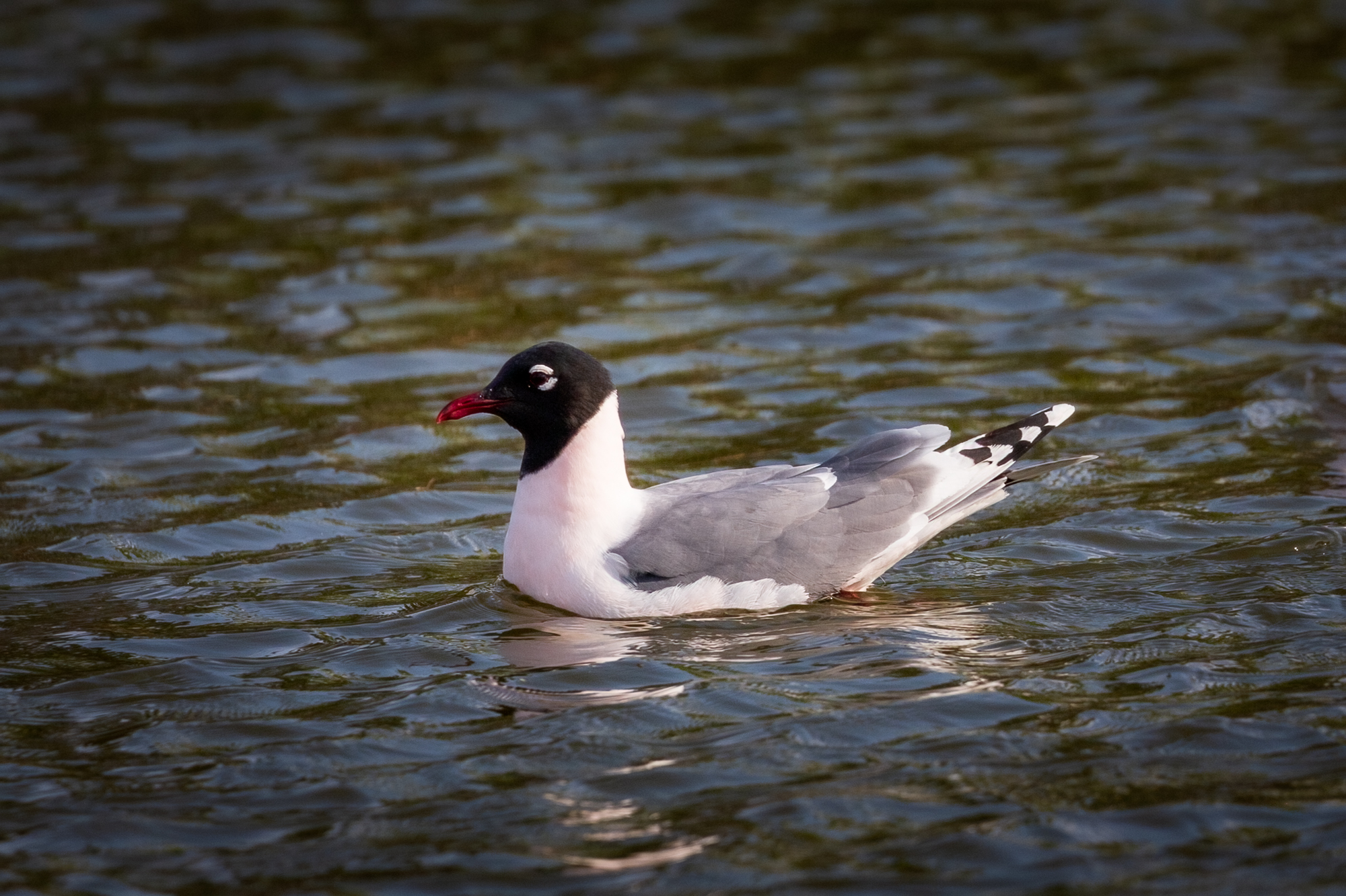 Franklin's Gull swimming in a pond