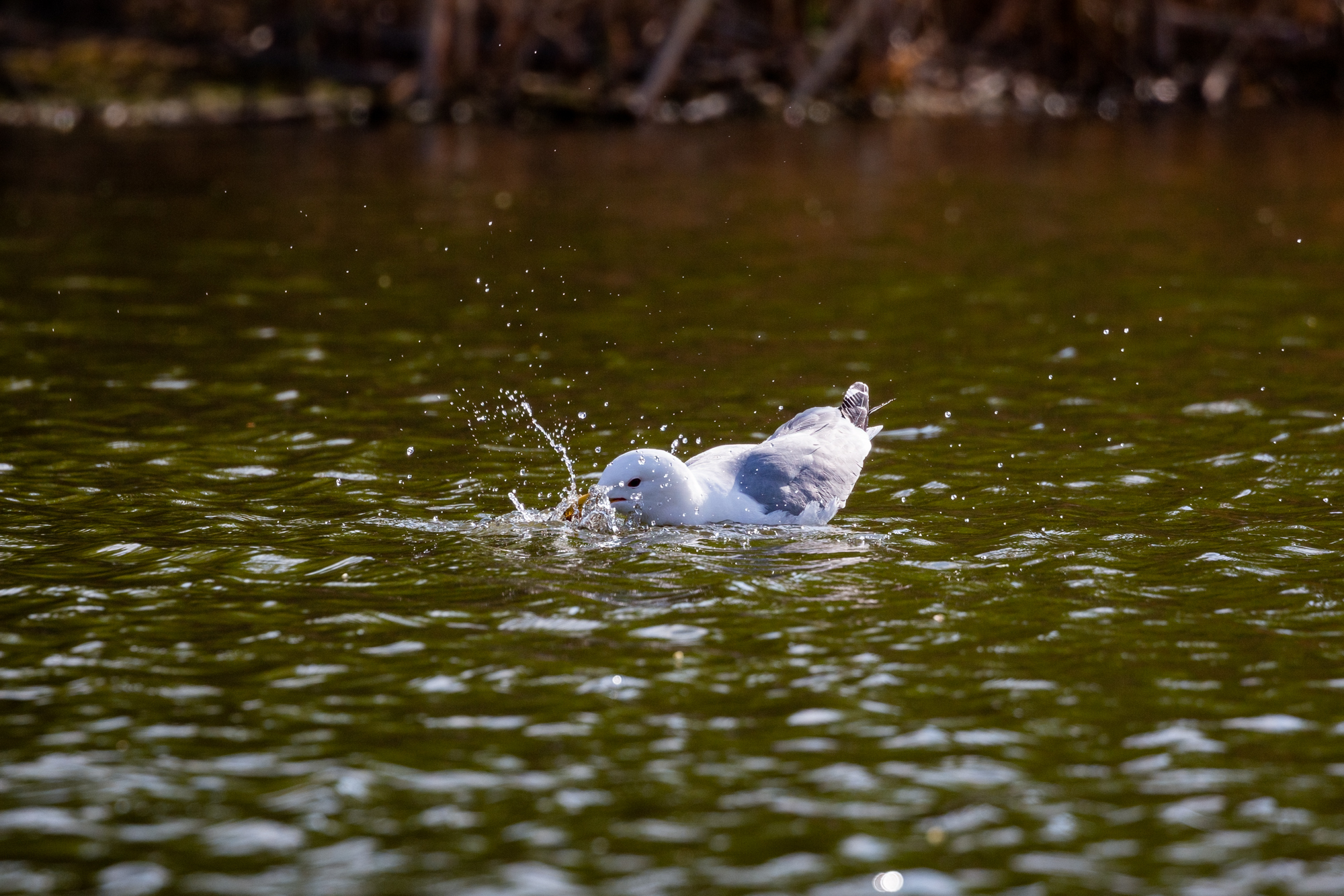 California Gull splashing in the water