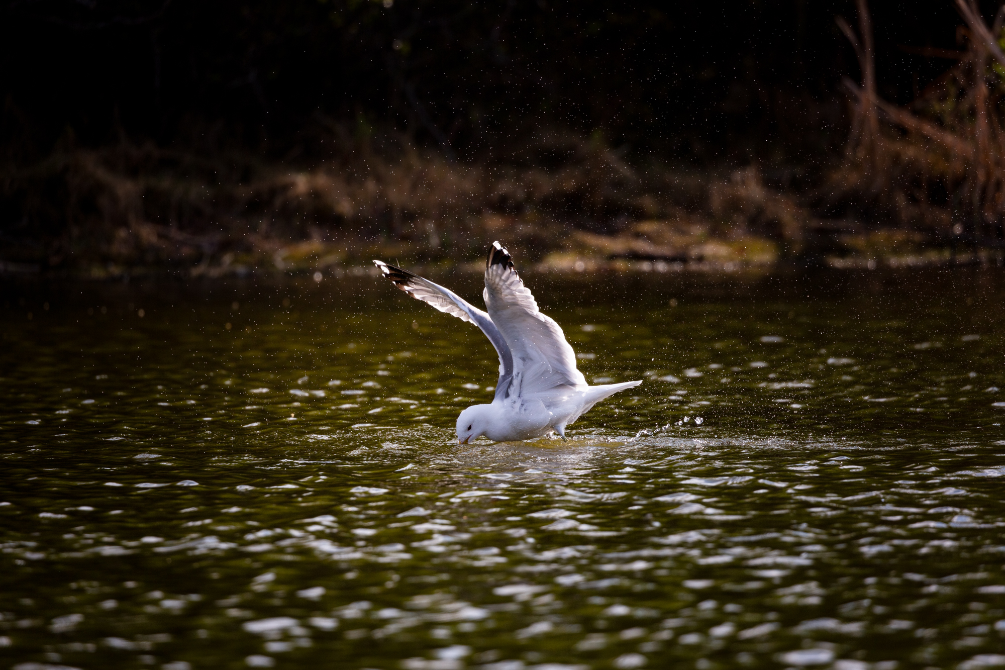 California Gull splashing in the water