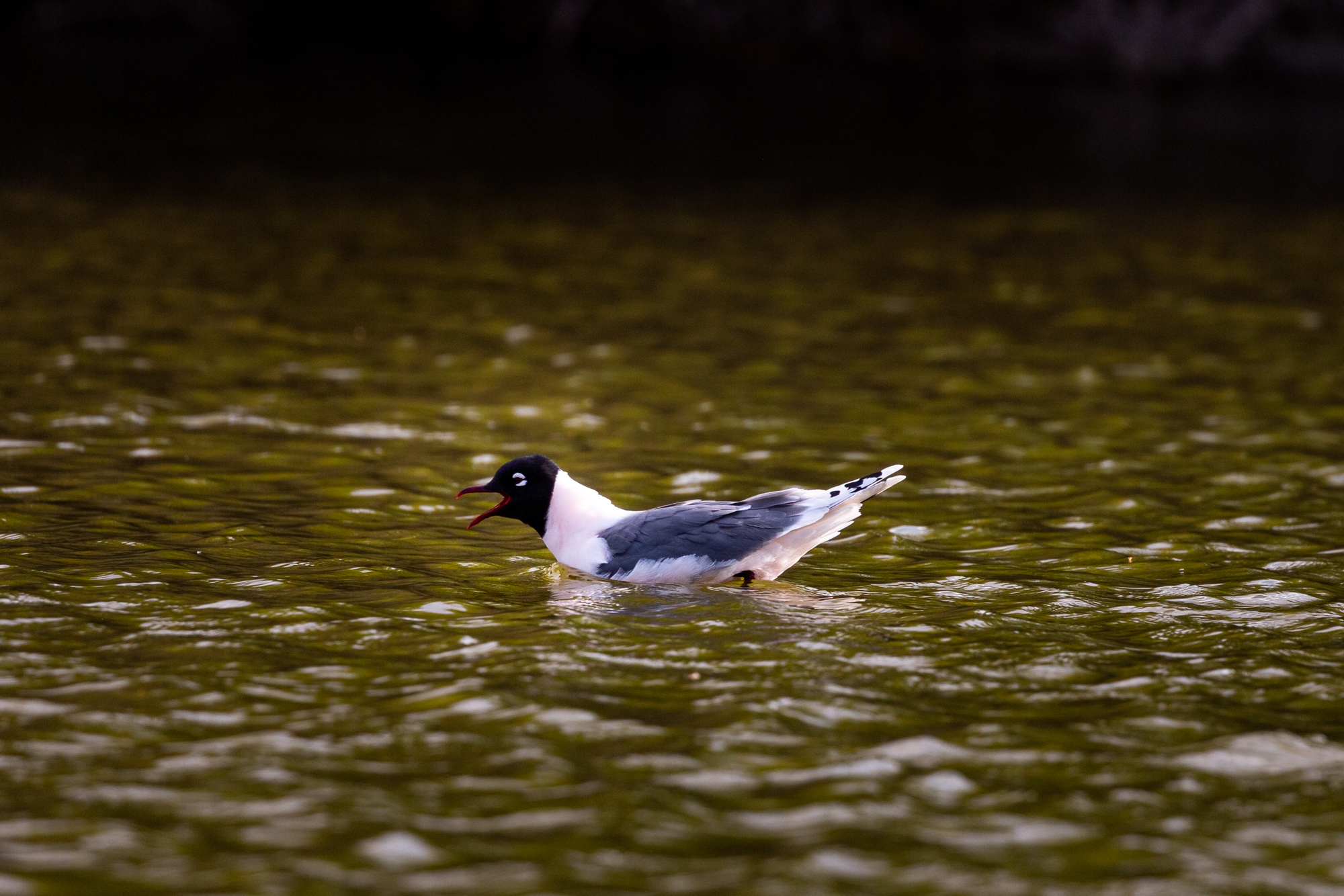 Franklin's Gull swimming in a pond. Their beak is open