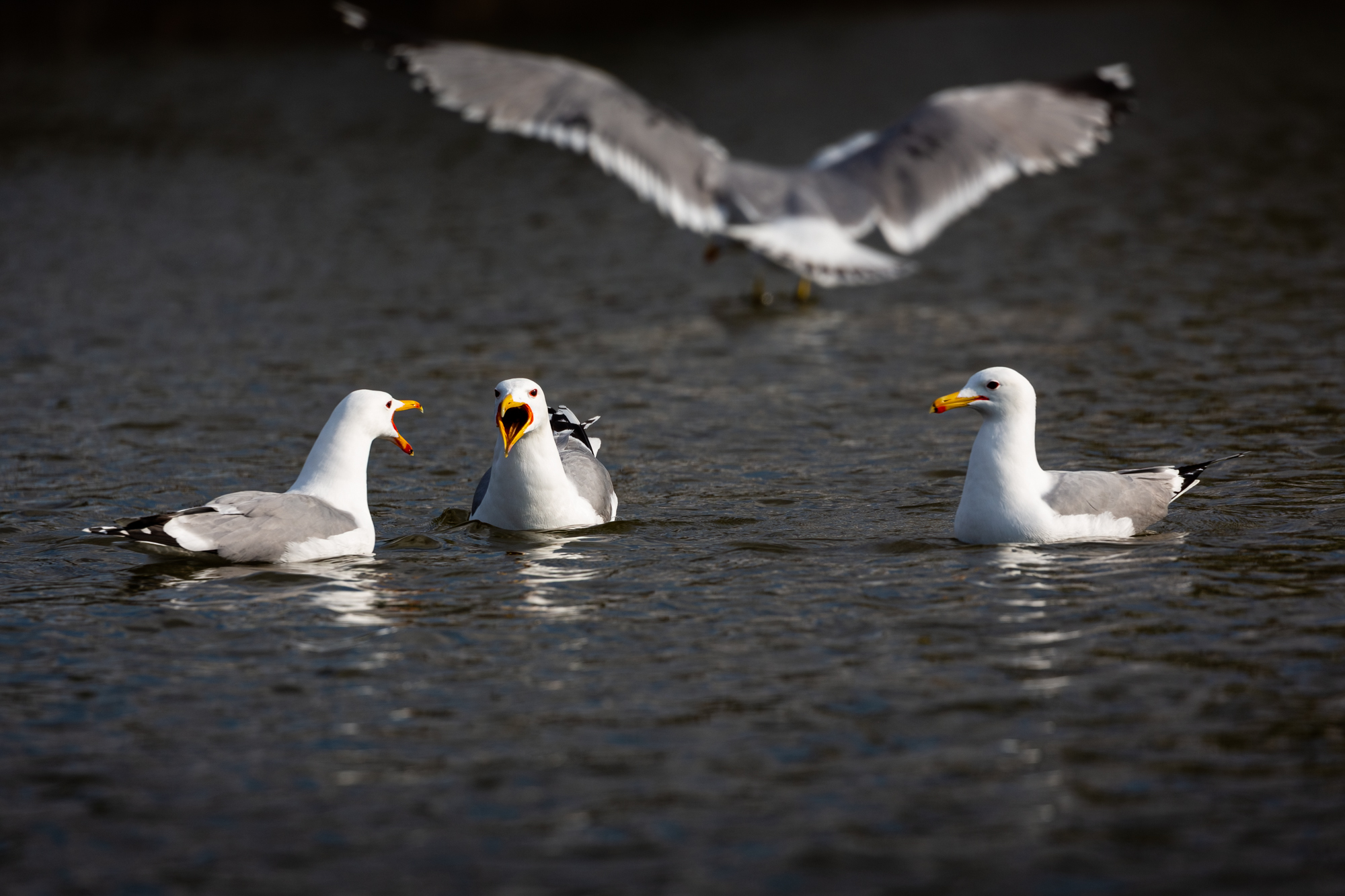 3 California Gull's in the water, facing each other. The two on the left have their beaks open. There is another gull behind them, not in focus facing the other way taking off. 