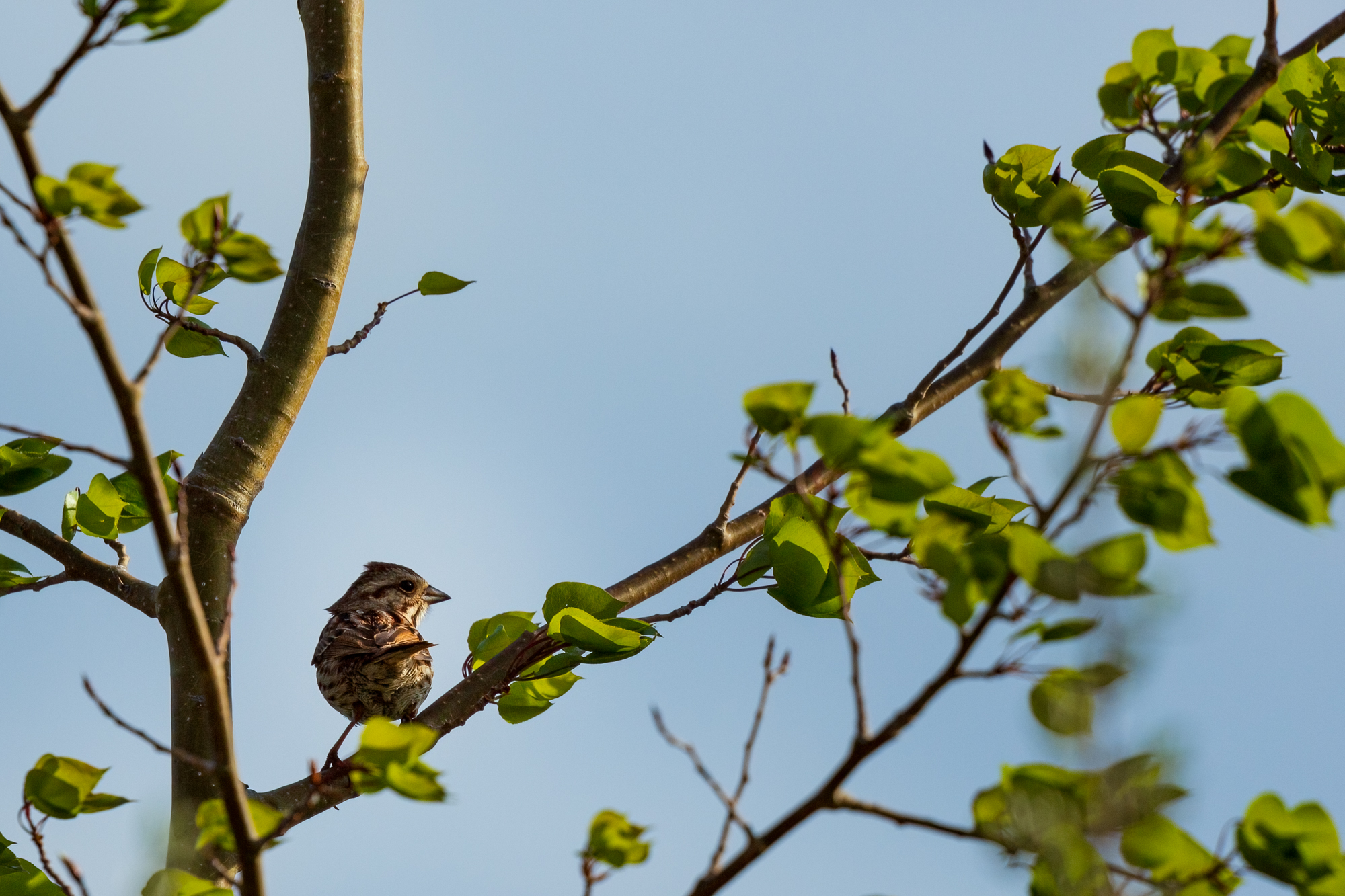 Song Sparrow sitting on a leafy branch up in a tree