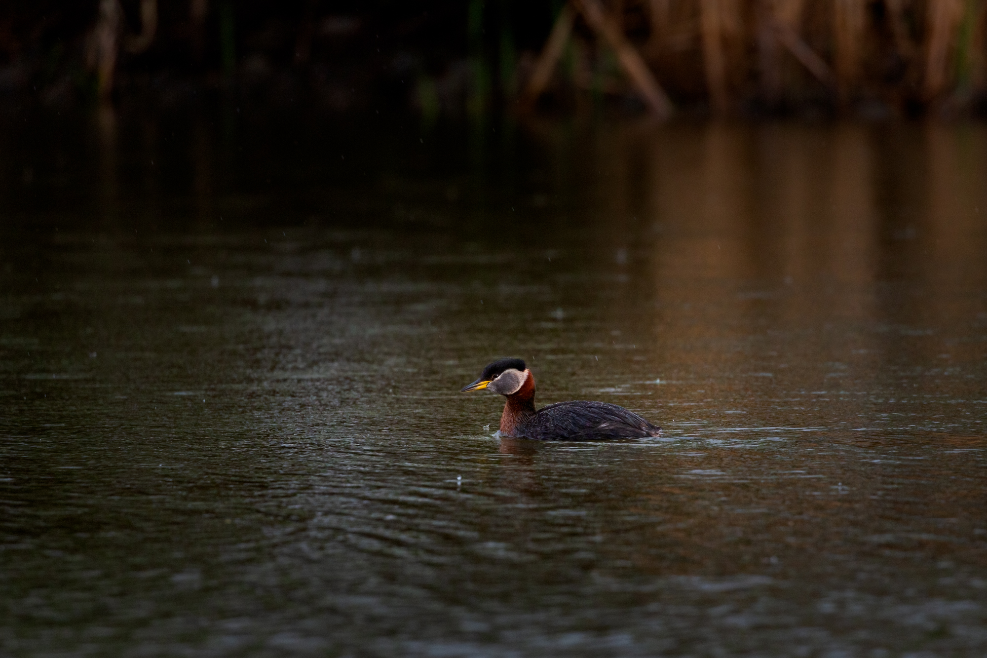 Red-necked Grebe swimming in the rain
