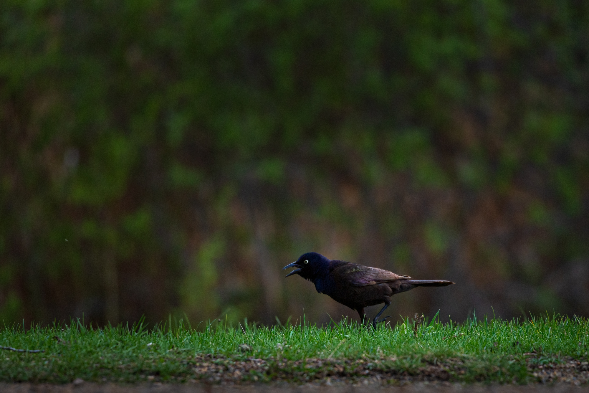 Common Grackle on the grass