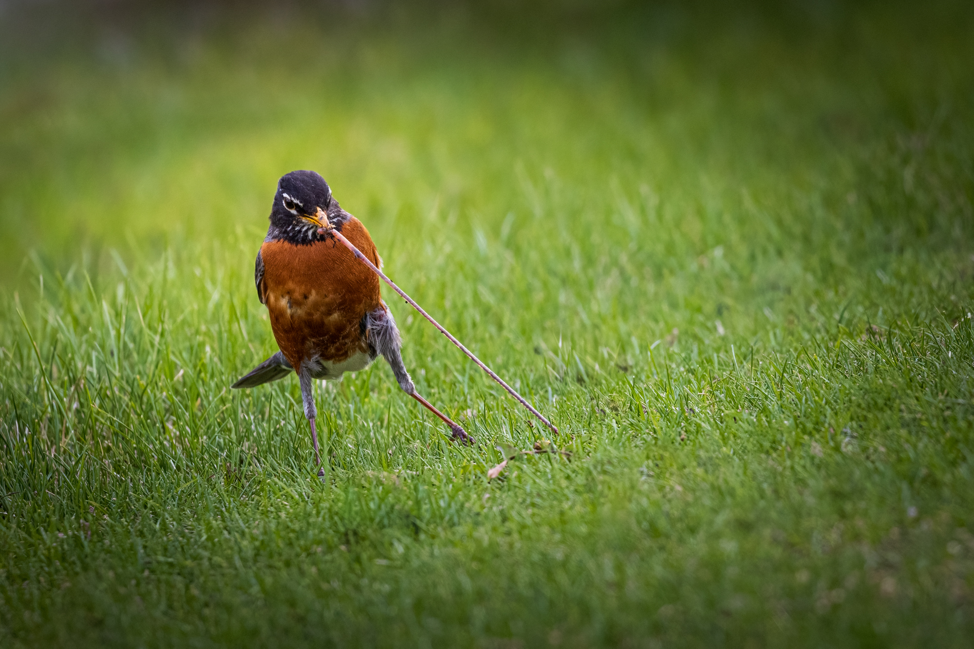 American Robin pulling a worm from the grass