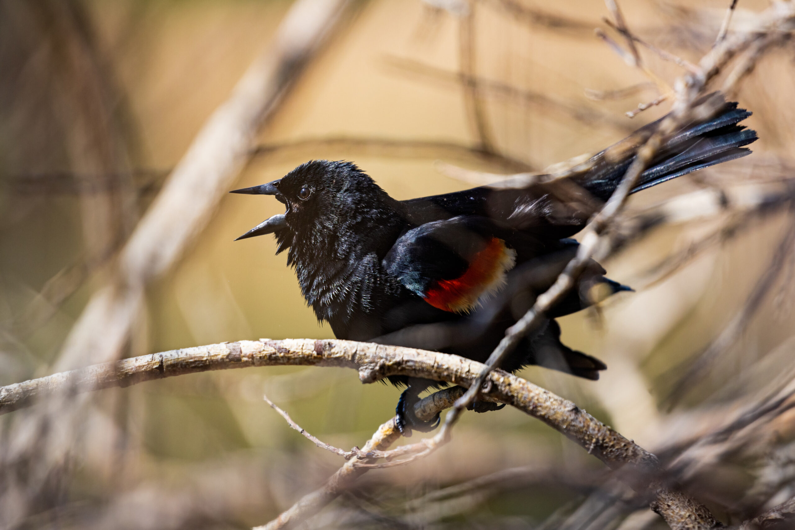 Red-winged Blackbird on tree branch