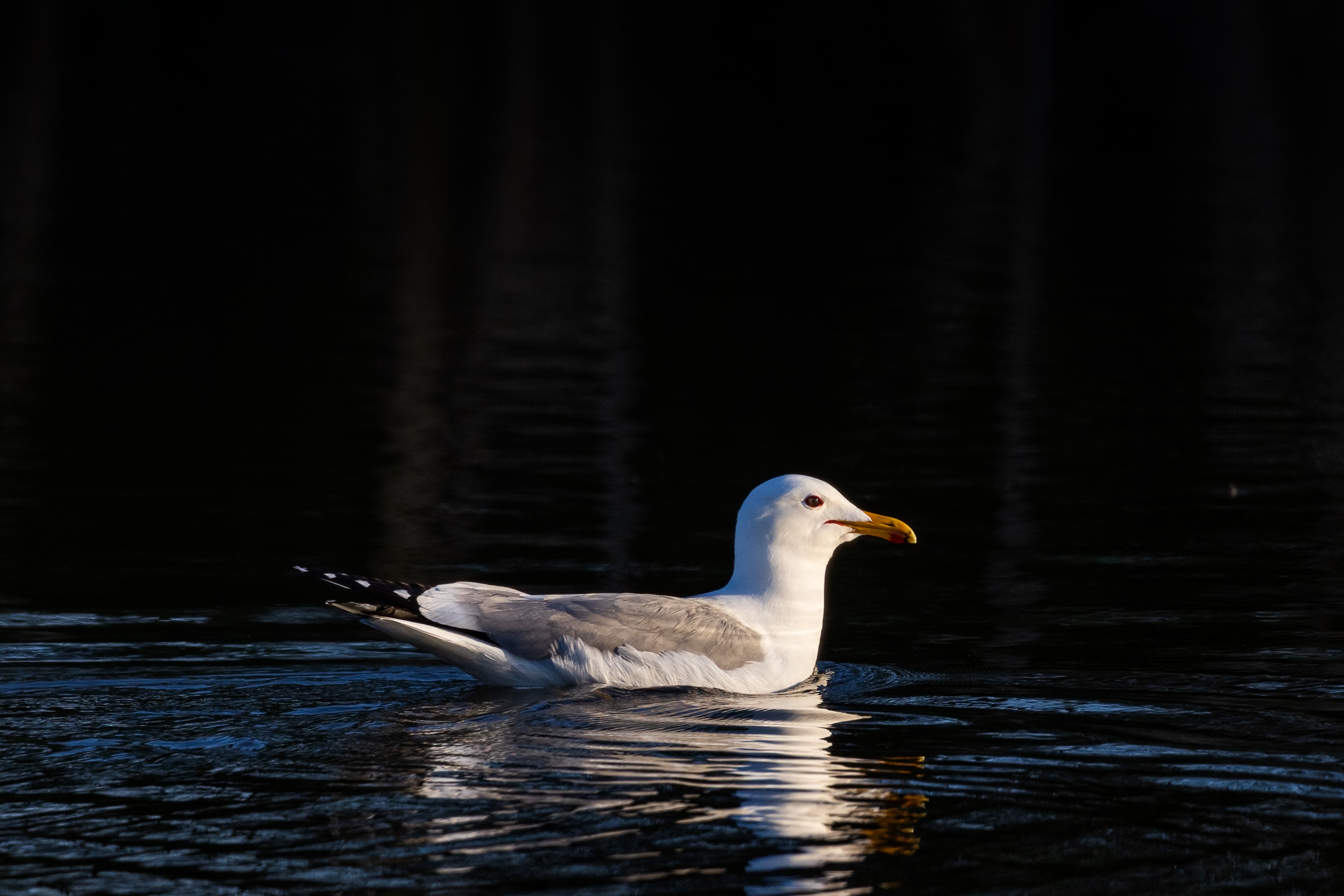 California Gull in water