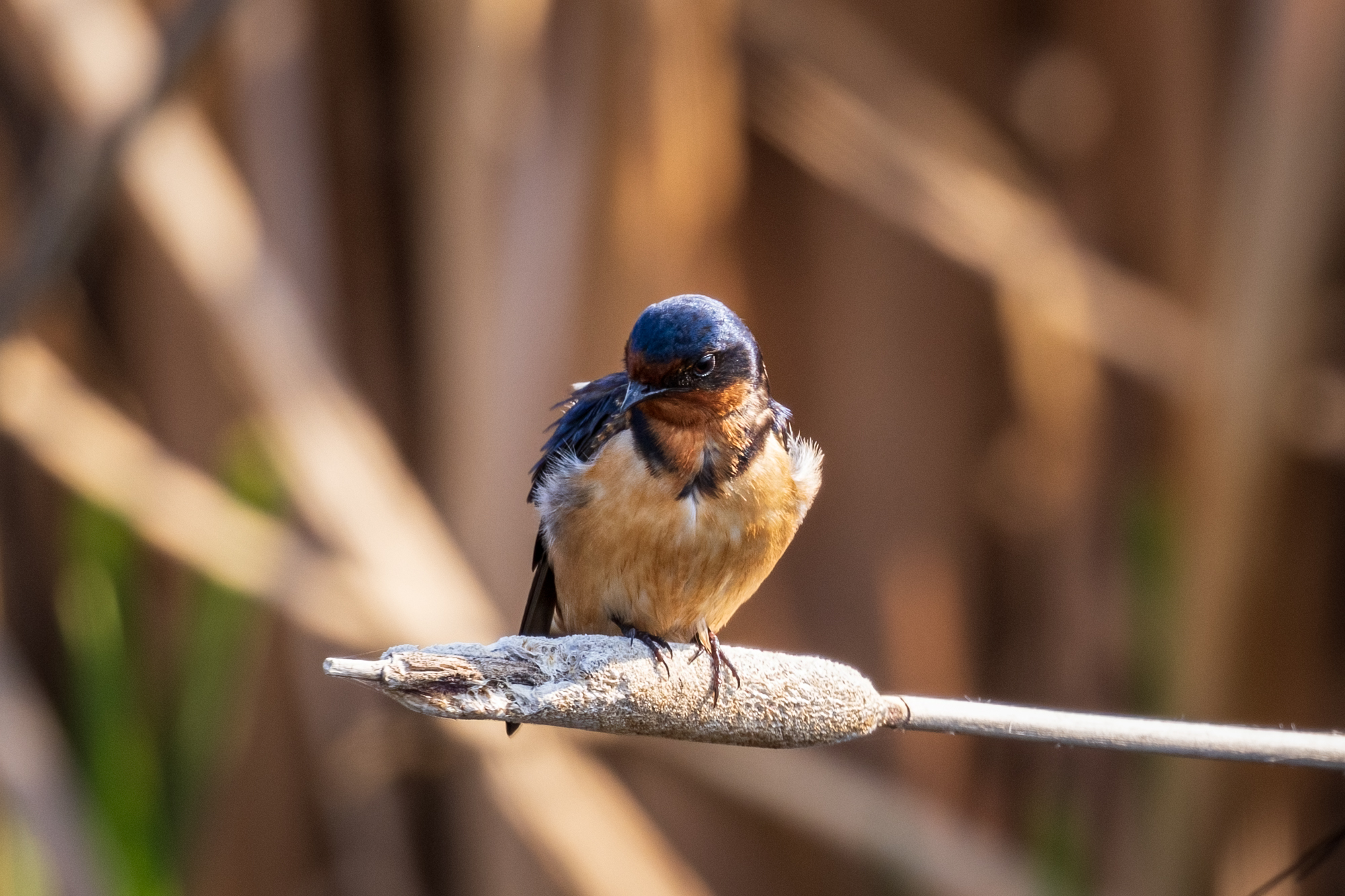 Barn Swallow on dried cattail