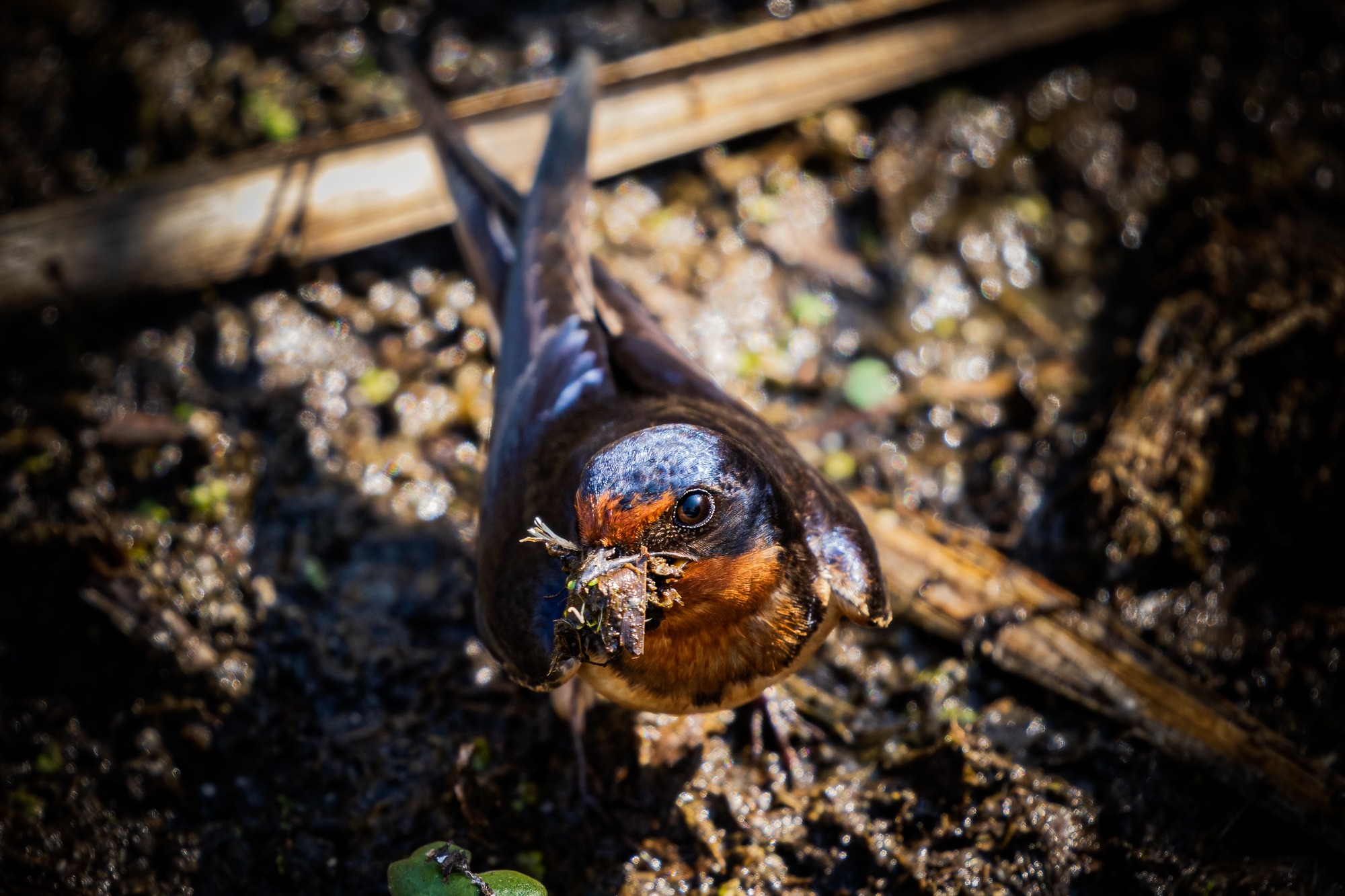 Barn Swallow in mud with a beak-full of mud, grass