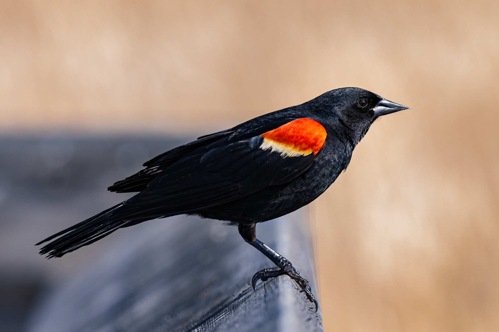 Red-winged Blackbird on boardwalk railing