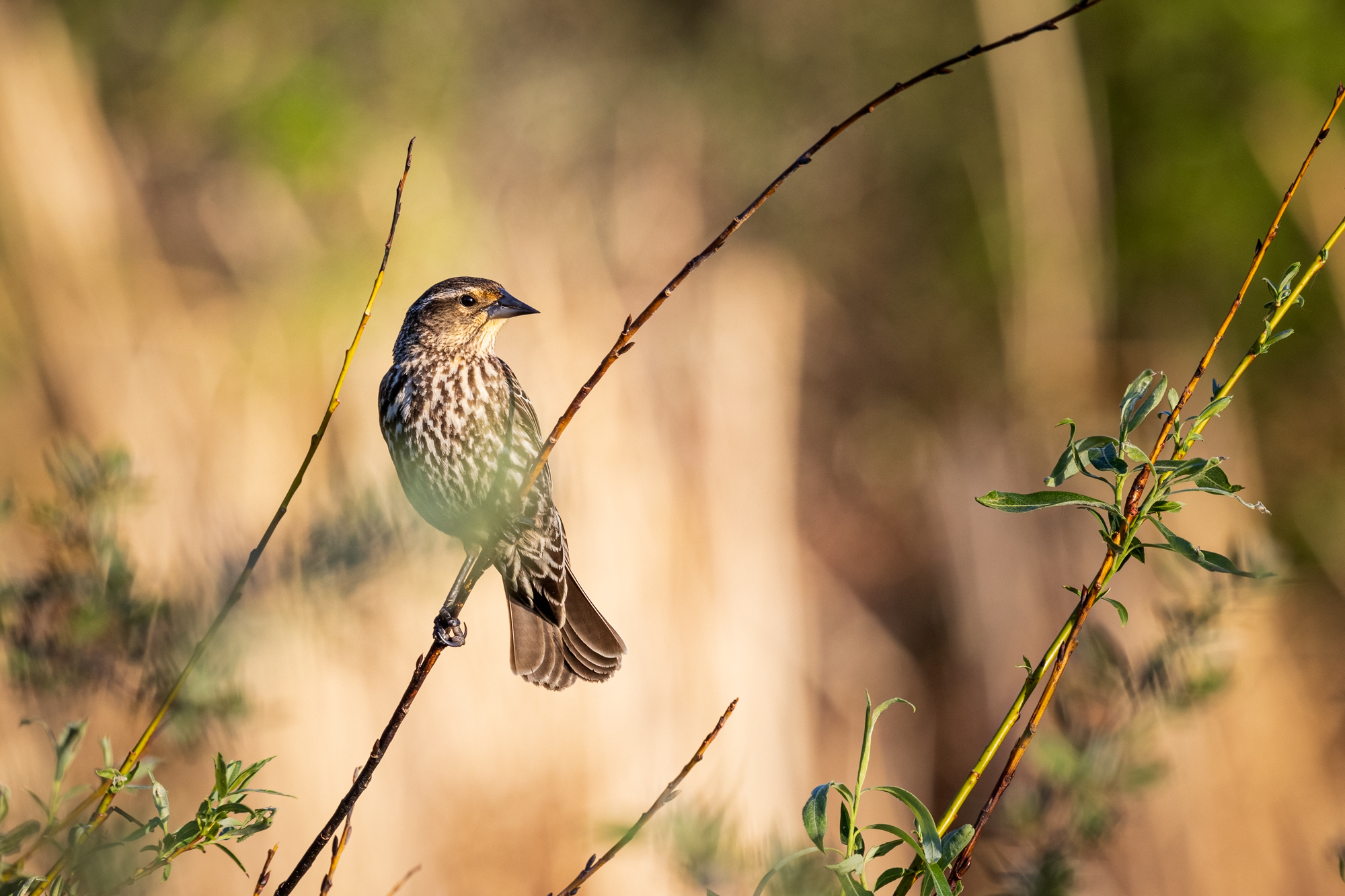 Female Red-Winged Blackbird on a branch