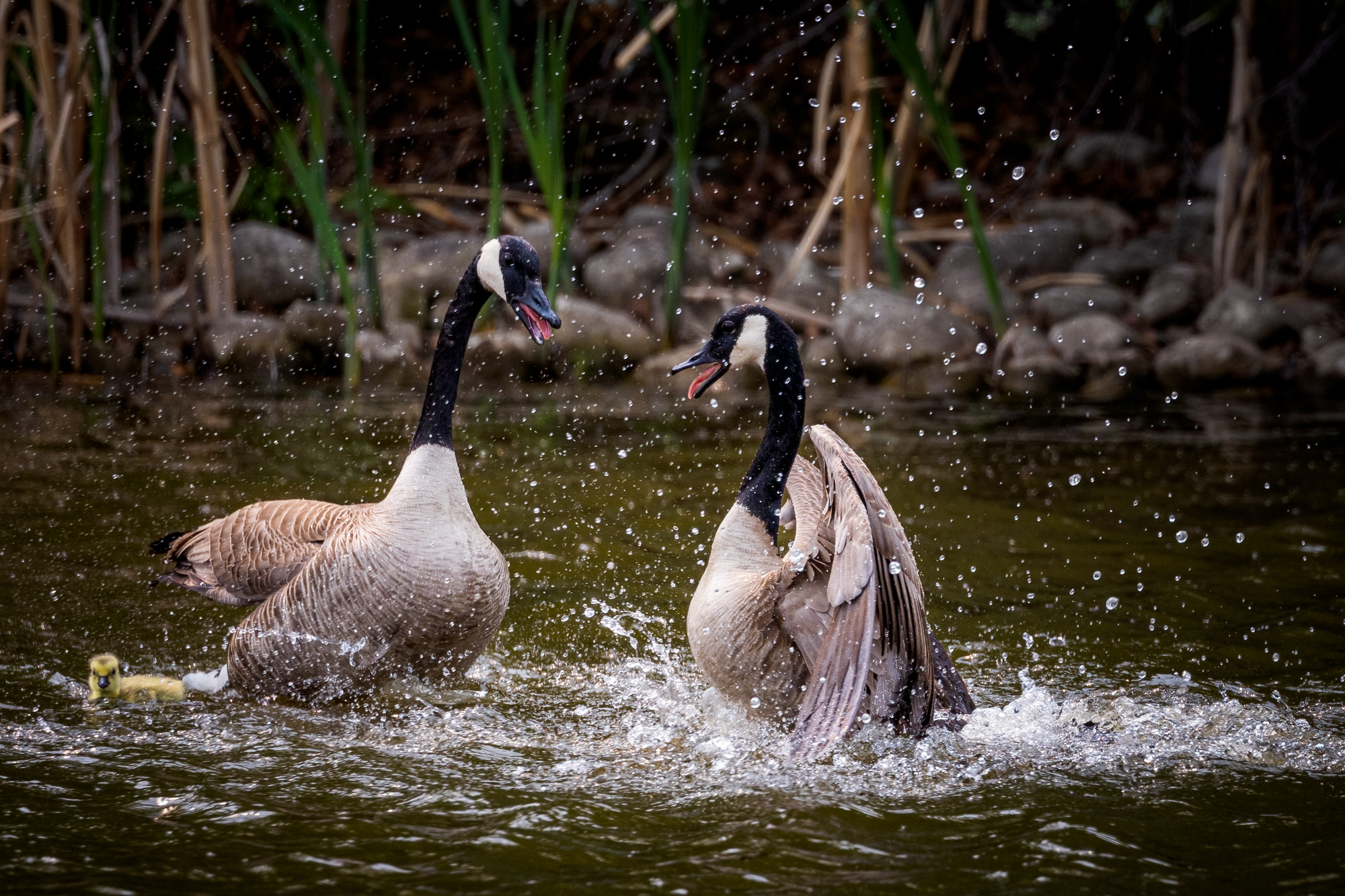 A pair of Canada Geese splashing in the water