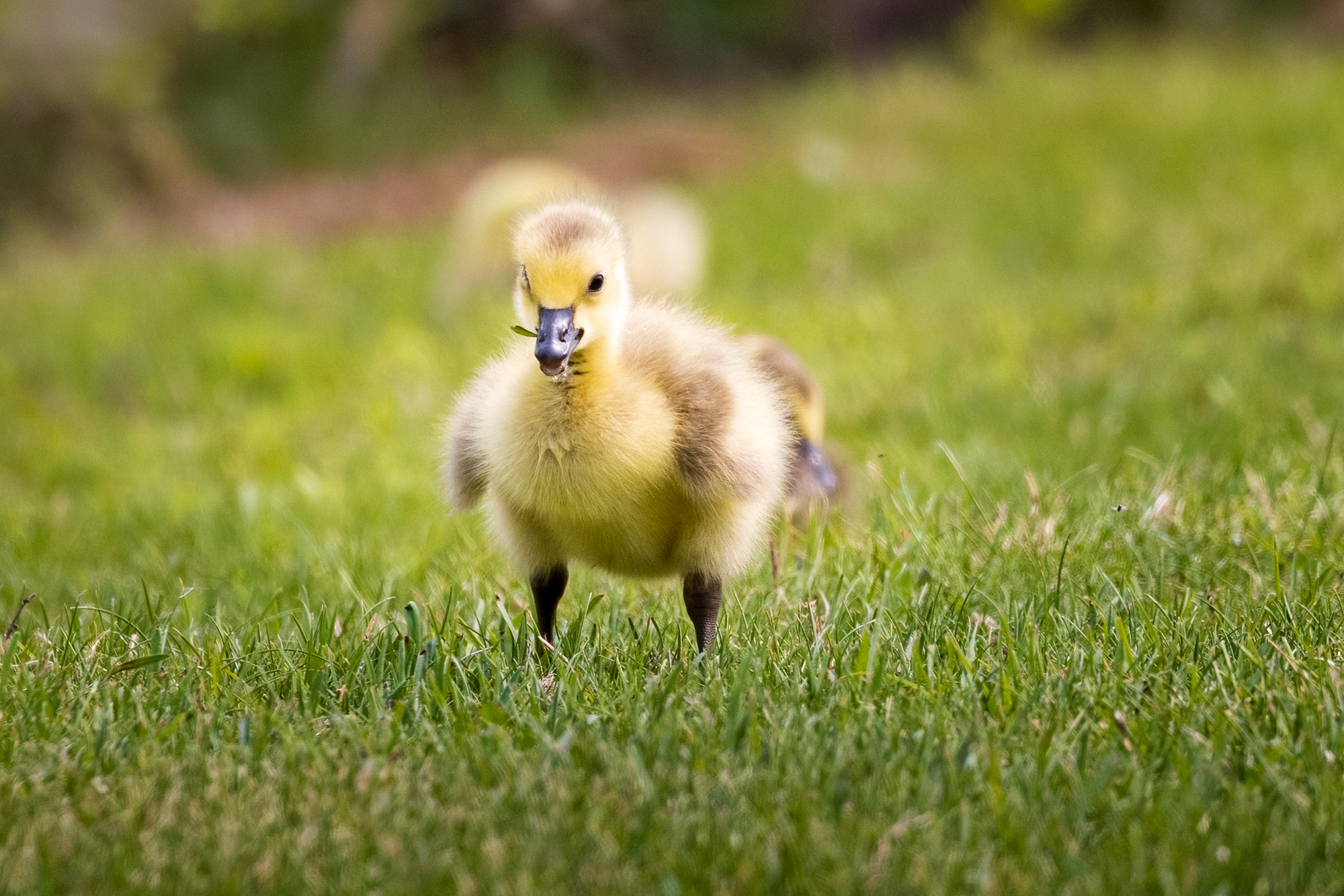 Canada Goose (gosling) walking in the grass