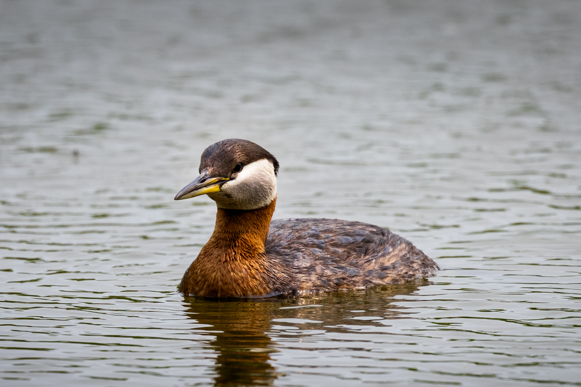 Red-necked Grebe swimming in the water