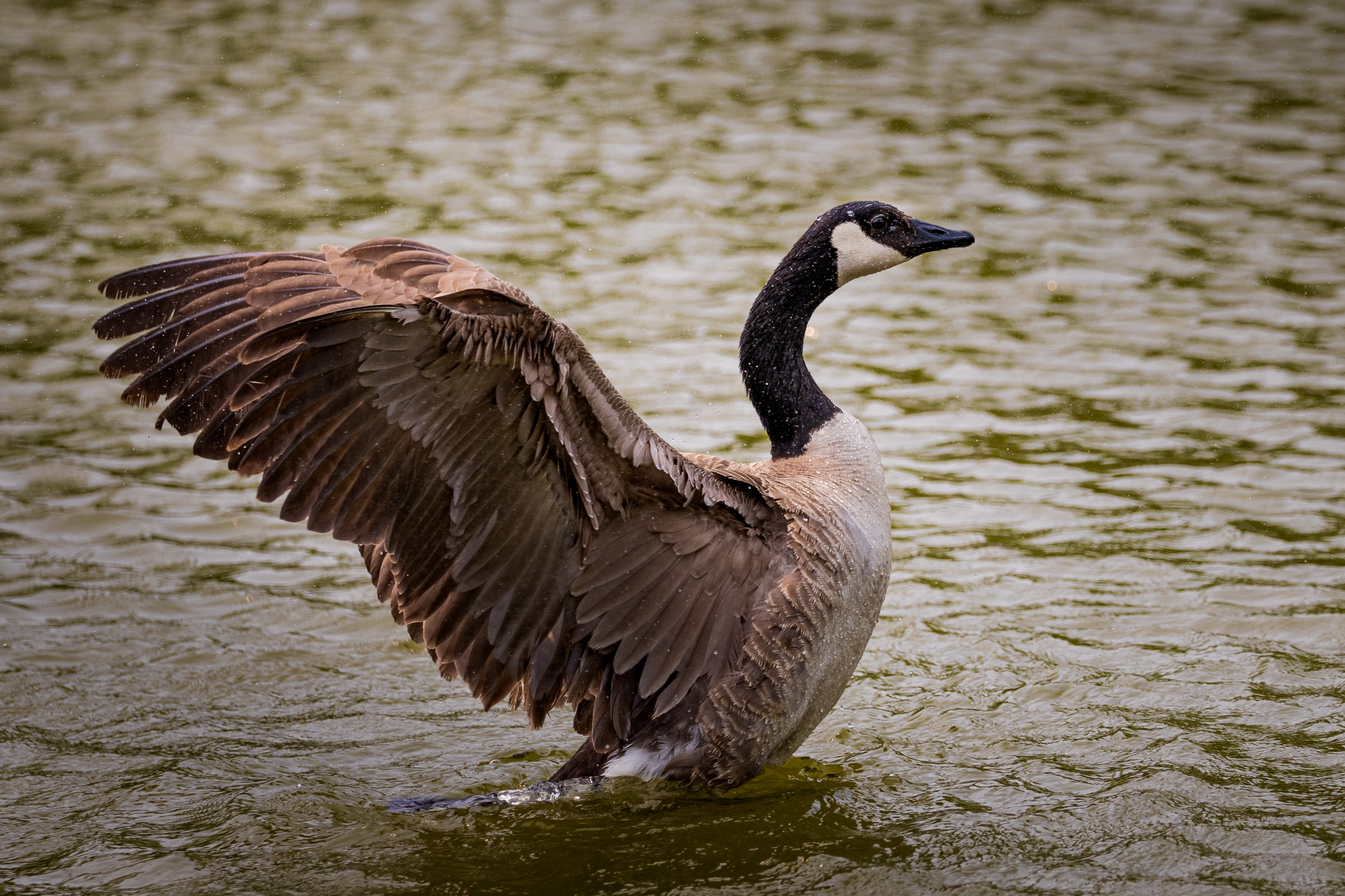 Canada Goose with his wings spread drying off