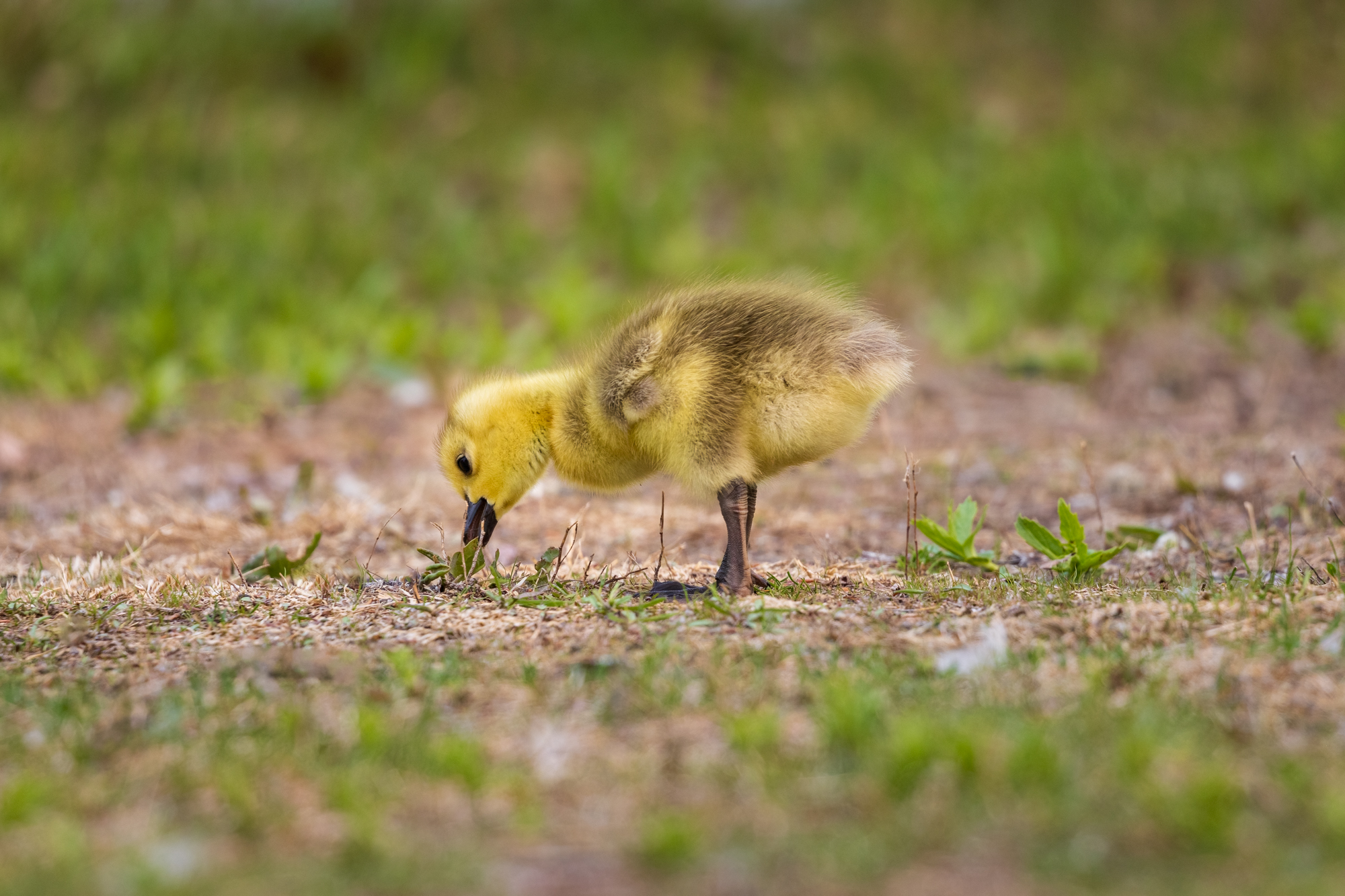 Canada Goose (gosling) pecking at the ground