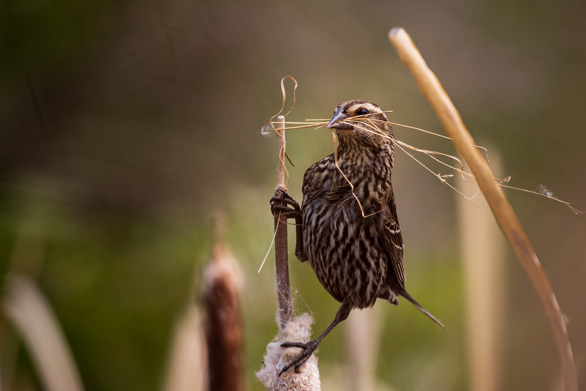 Red-winged Blackbird (Female) perched on a dried cattail with dried grass in it's beak