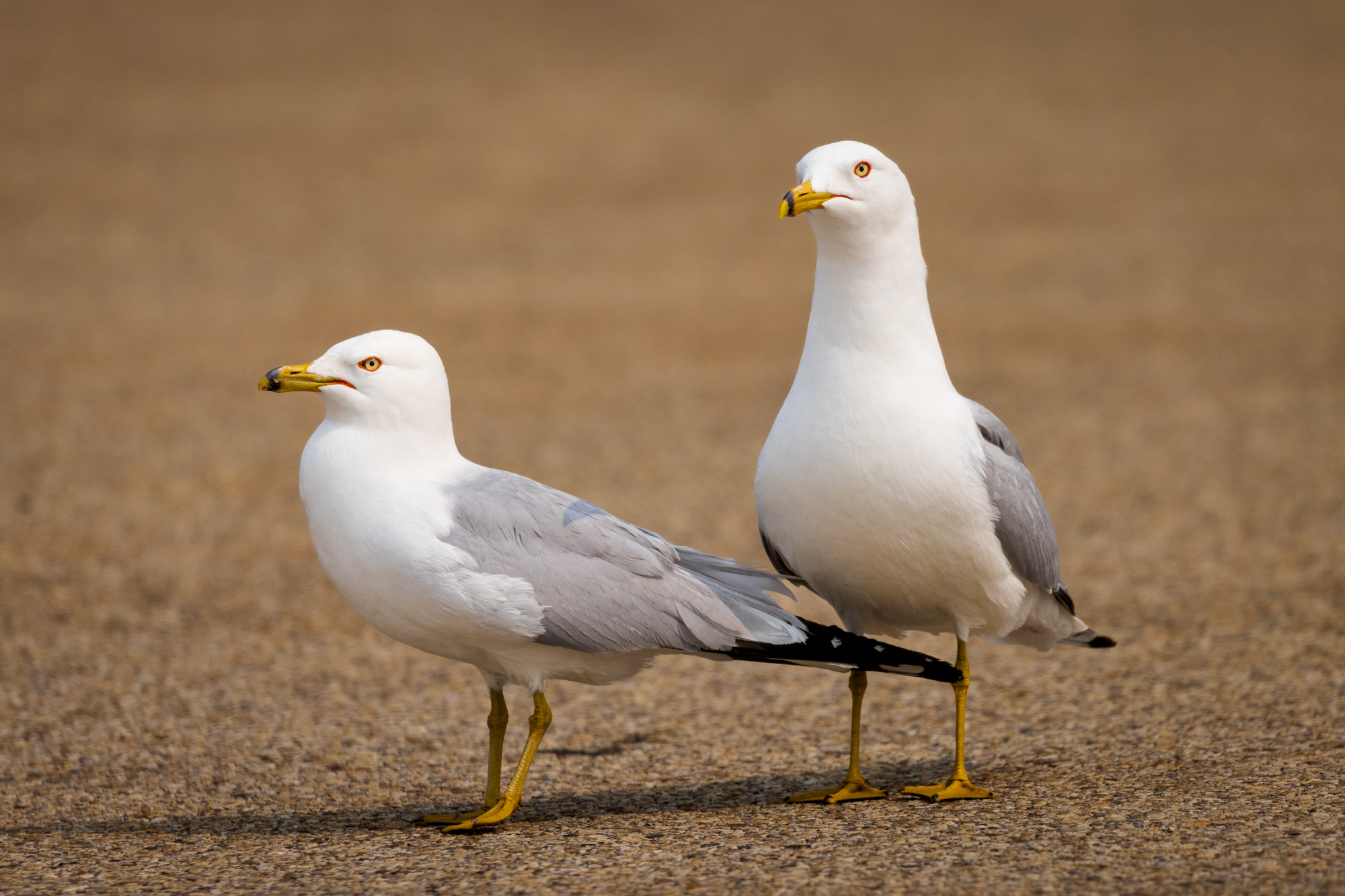 2 Ring-billed Gulls standing in the parking lot