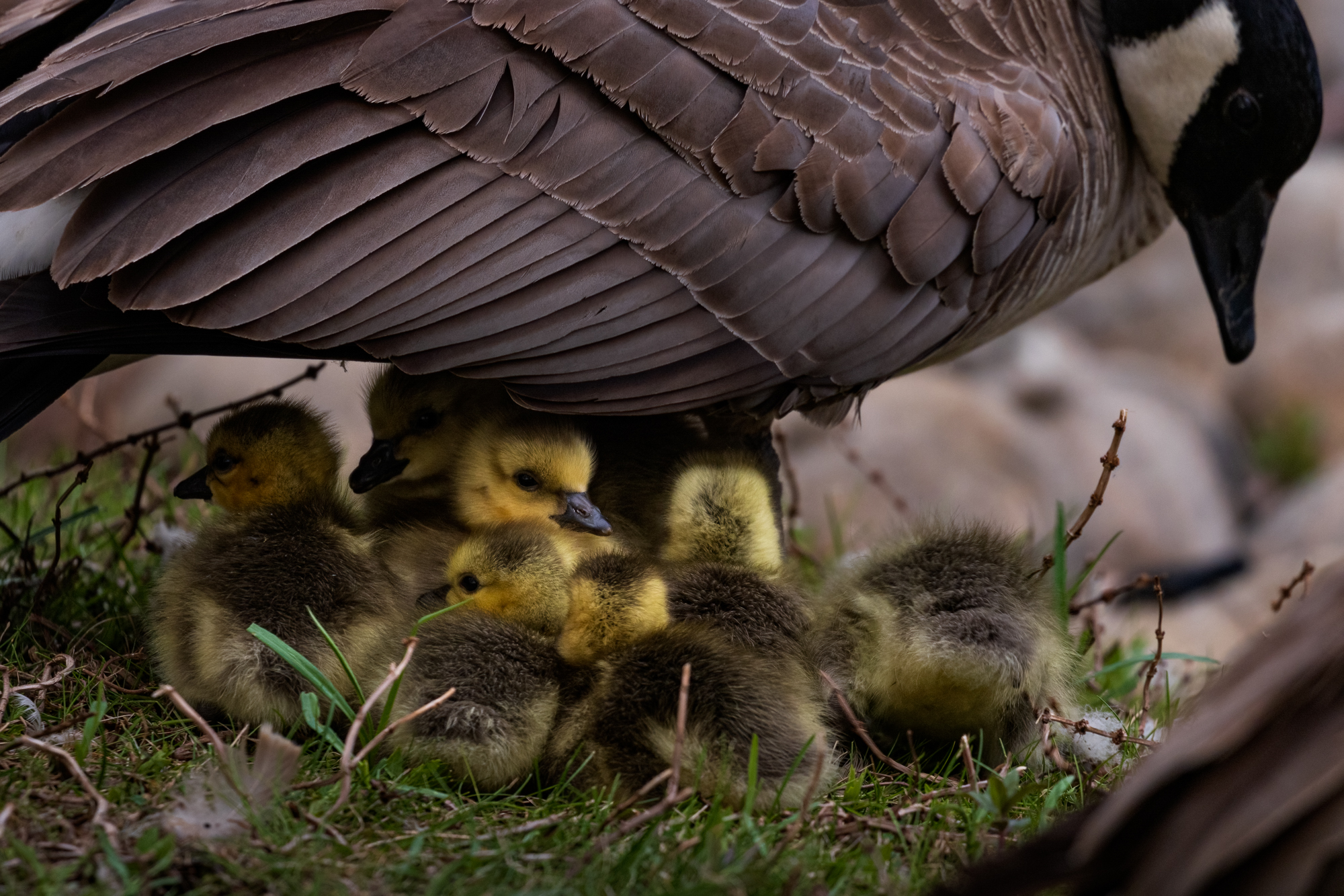 Canada Goose goslings nestling under mama goose