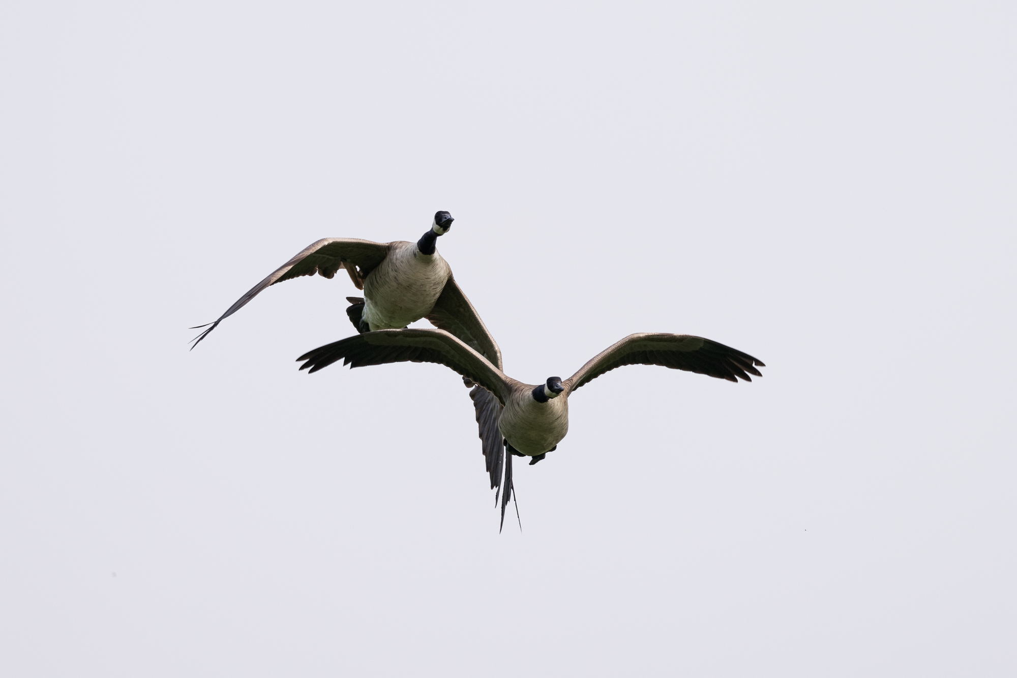 2 Canada Geese flying