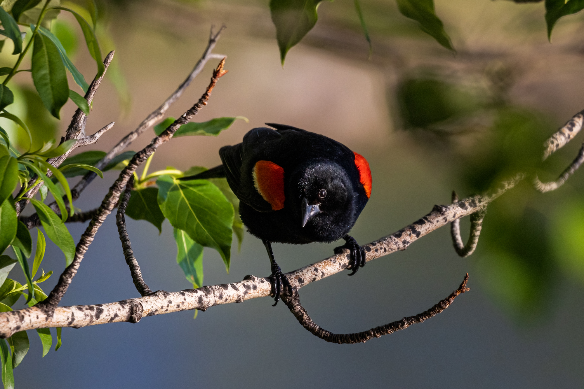 Red-winged Blackbird on a tree branch