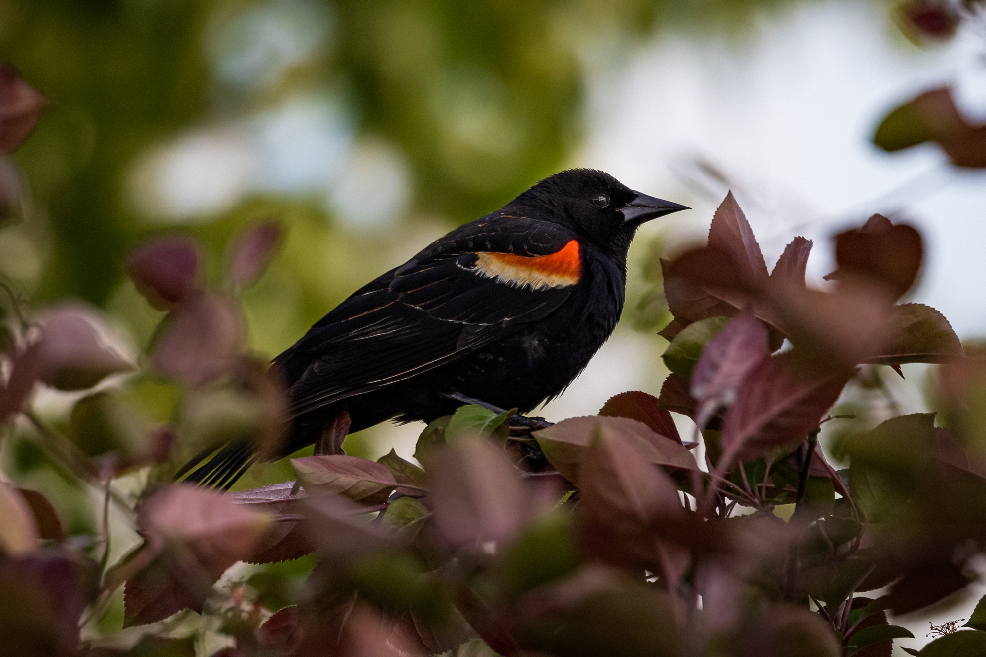 Red-winged Blackbird sitting on a leafy tree branch. Leaves are mostly a burgundy colour, some are green