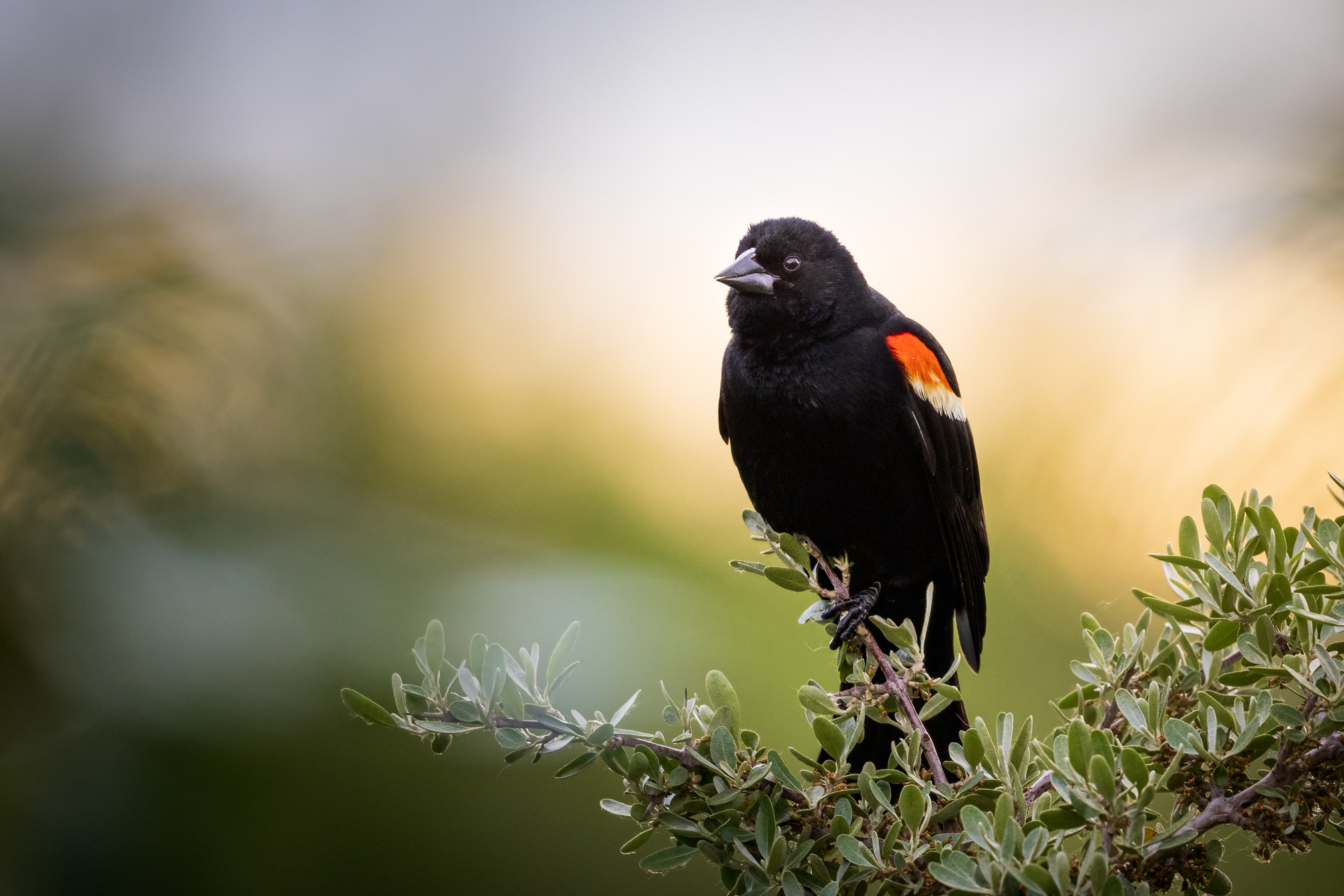 Red-winged Blackbird sitting on a shrub