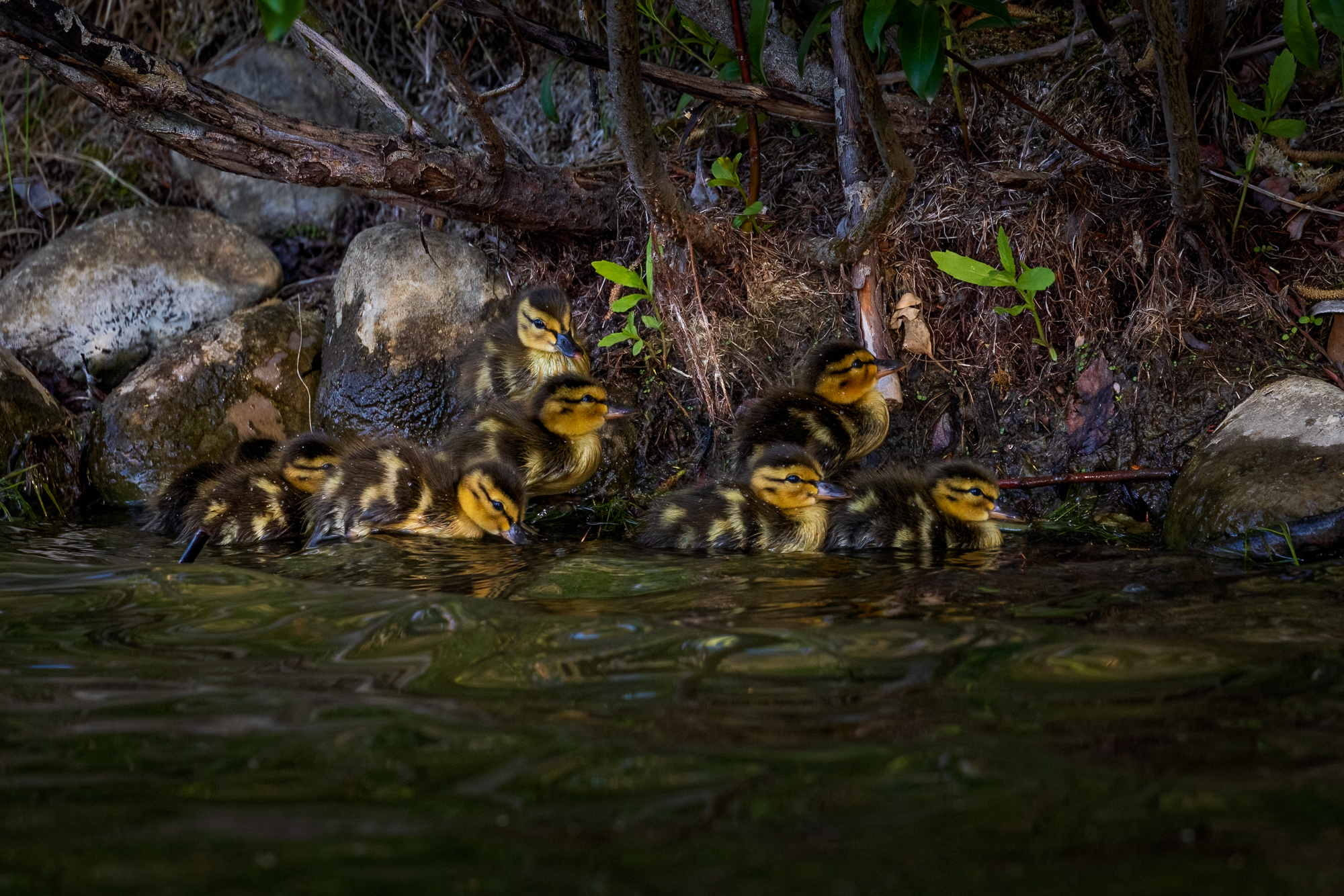 8 Mallard ducklings along the rocky and tree root shoreline